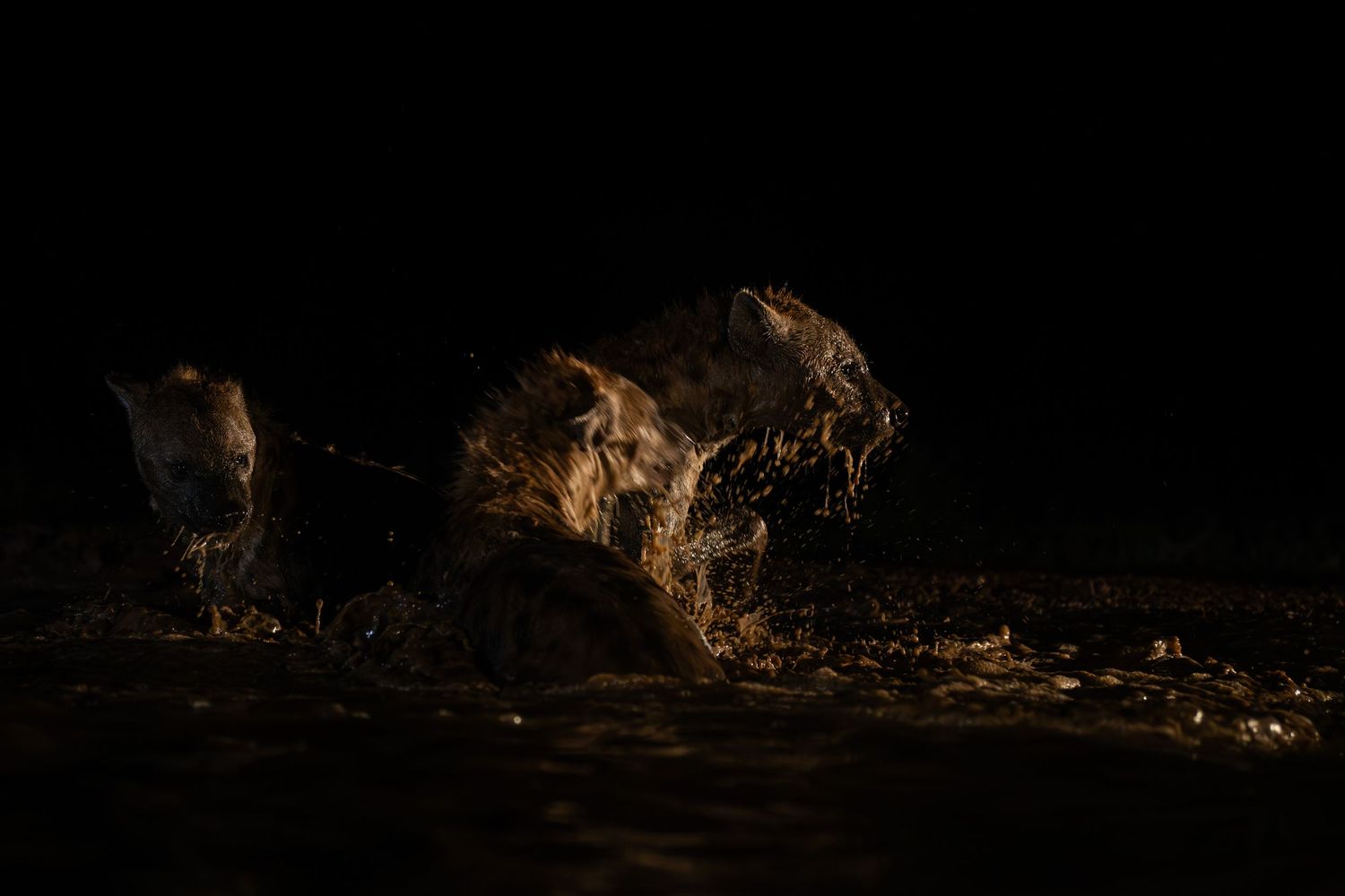 Two spotted hyenas splash and play in shallow water, dramatically lit against a pitch black night sky.