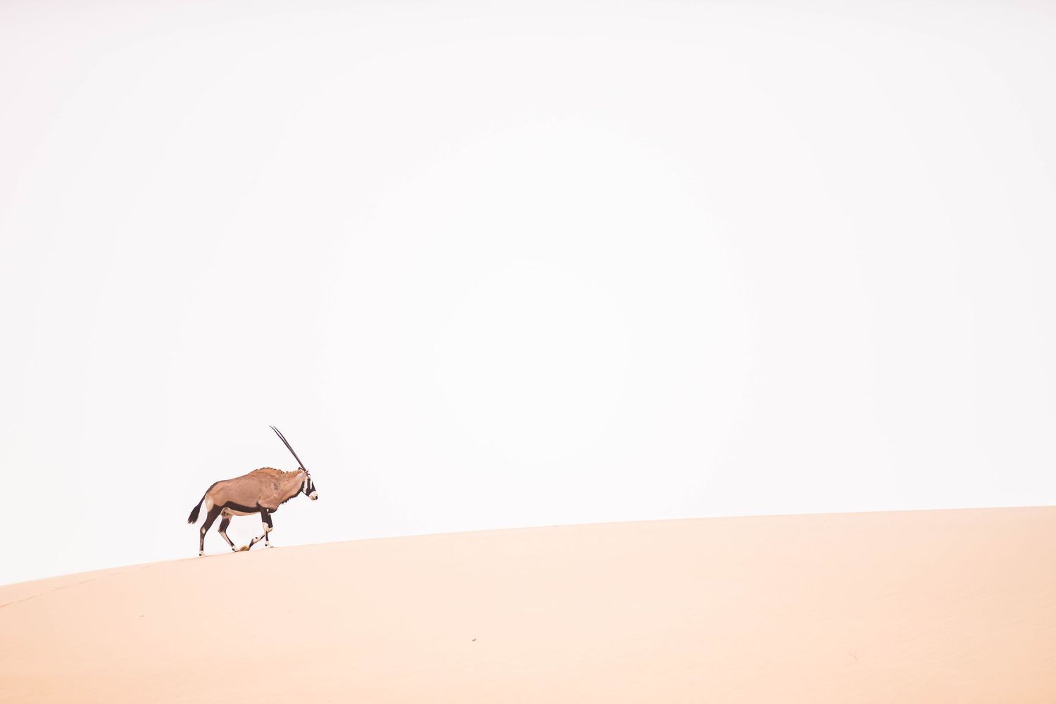 A lone oryx antelope walks across a vast orange sand dune in the Namib Desert against a pale sky.