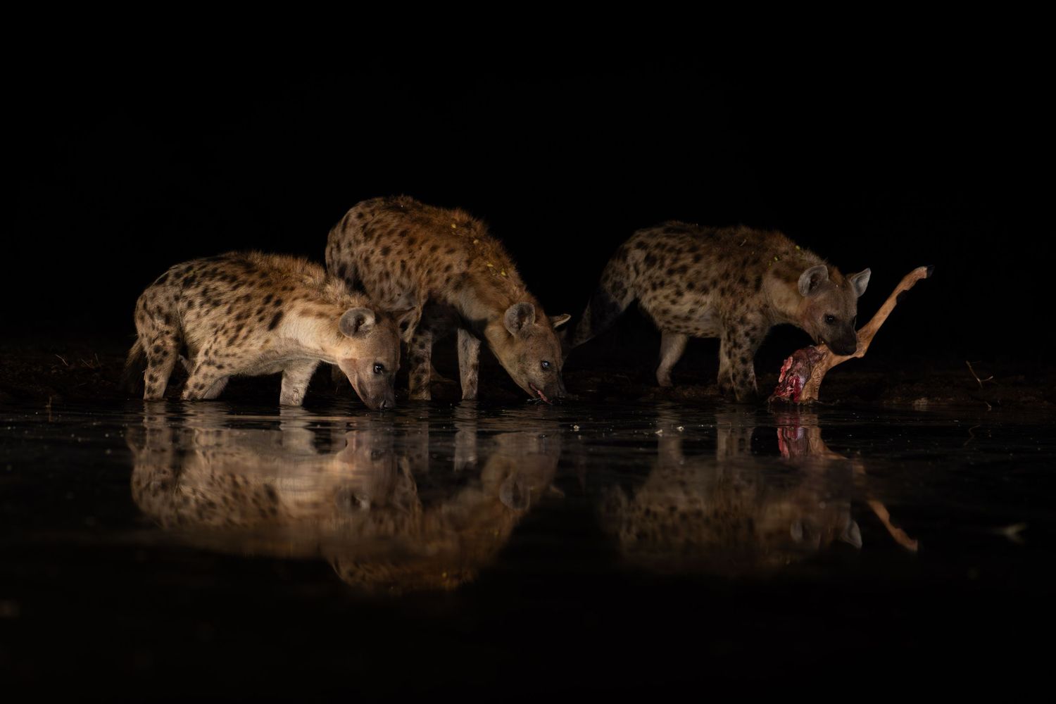 Three spotted hyenas feeding at a dark watering hole at night with reflections.