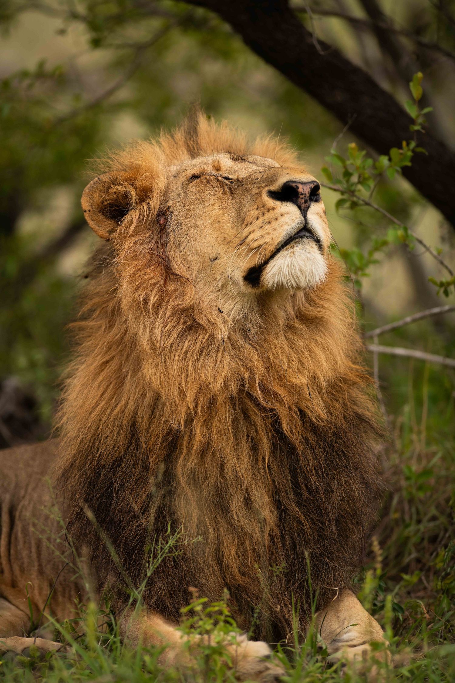 A male lion with a thick reddish mane rests in green grass, gazing upward serenely.