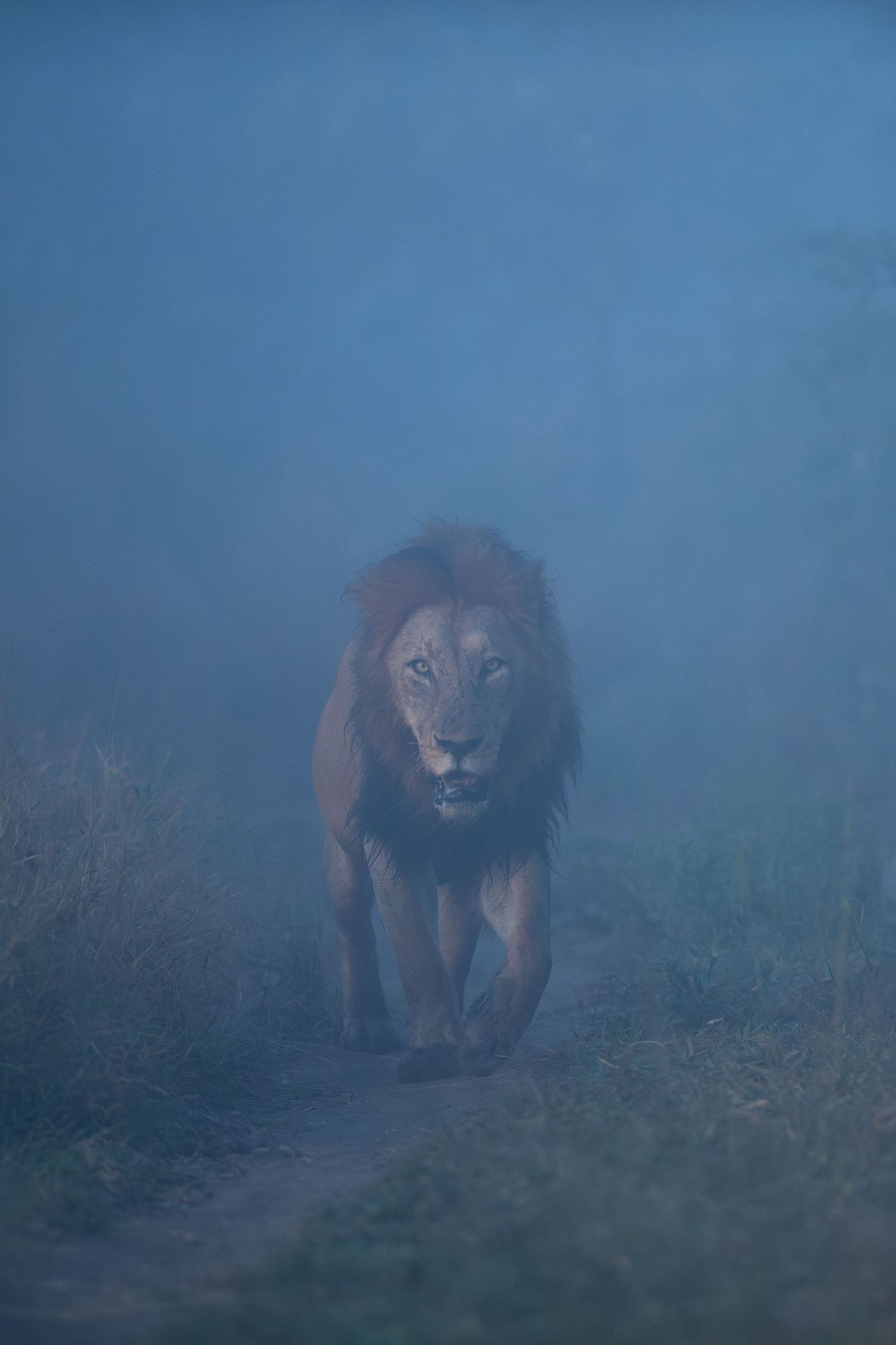 A majestic male lion with a dark mane emerges through blue misty fog on a narrow trail.