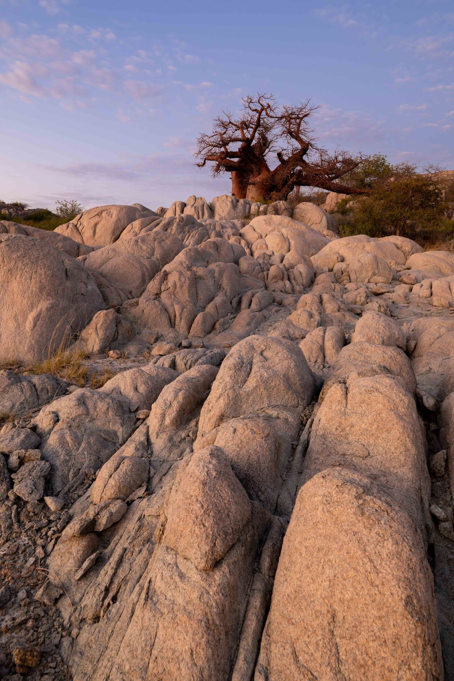 Ancient baobab tree growing atop smooth granite boulders bathed in warm pink sunset light in Africa.