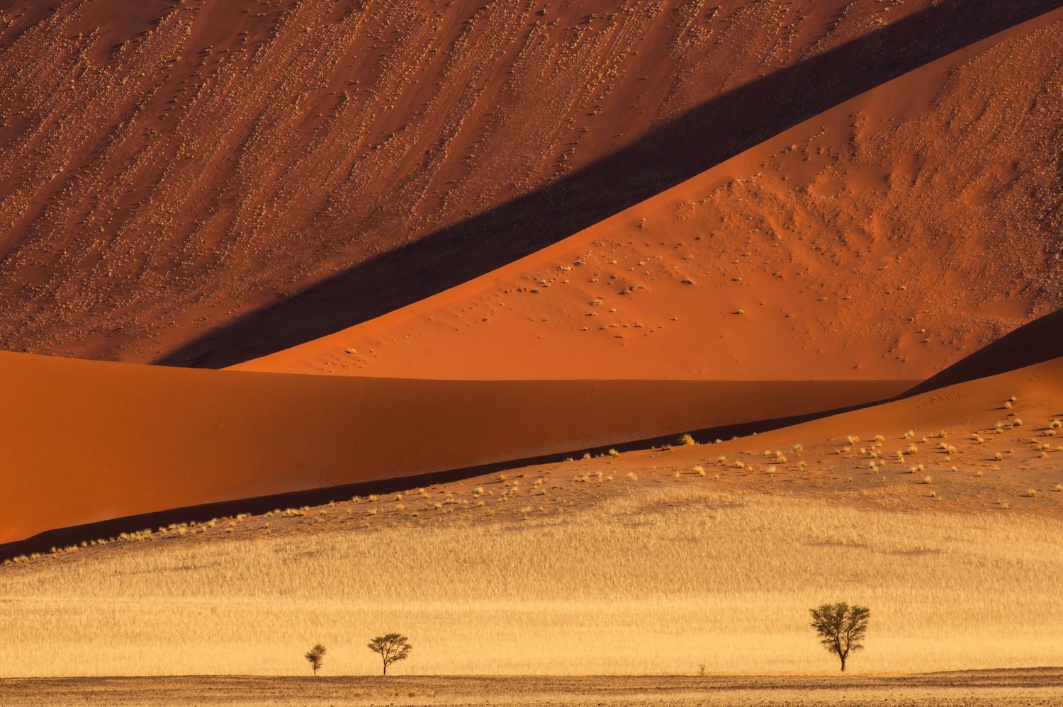 Two lone trees cast shadows on vast red sand dunes in the Namib Desert at sunset.
