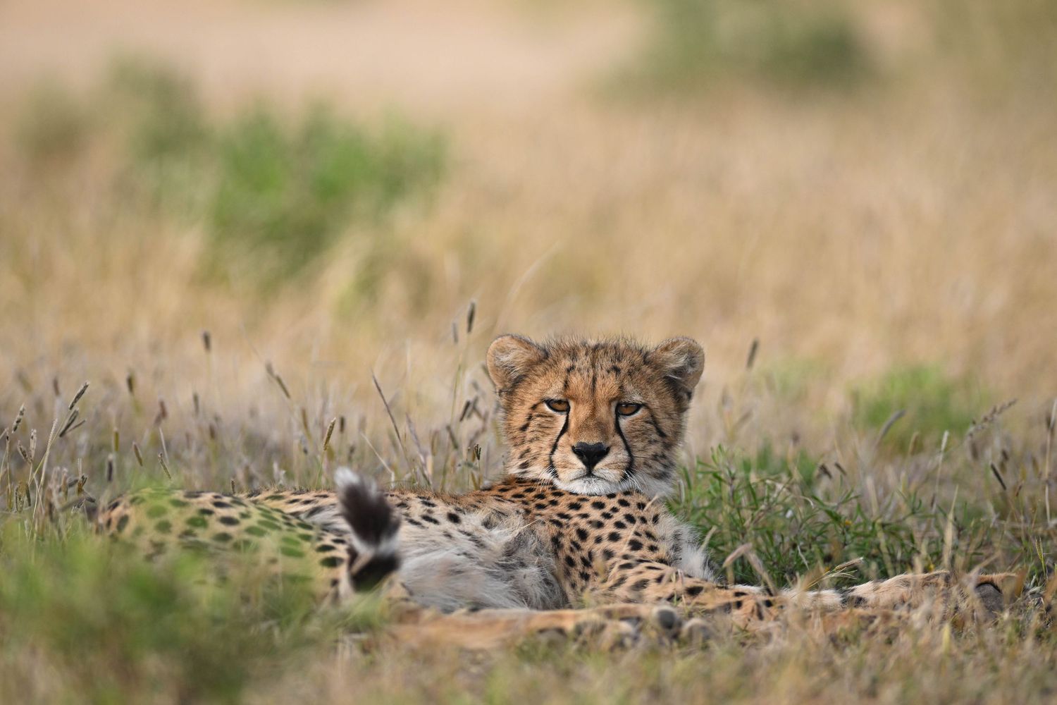 A young cheetah cub rests alert in tall golden savanna grass, gazing directly at the camera.