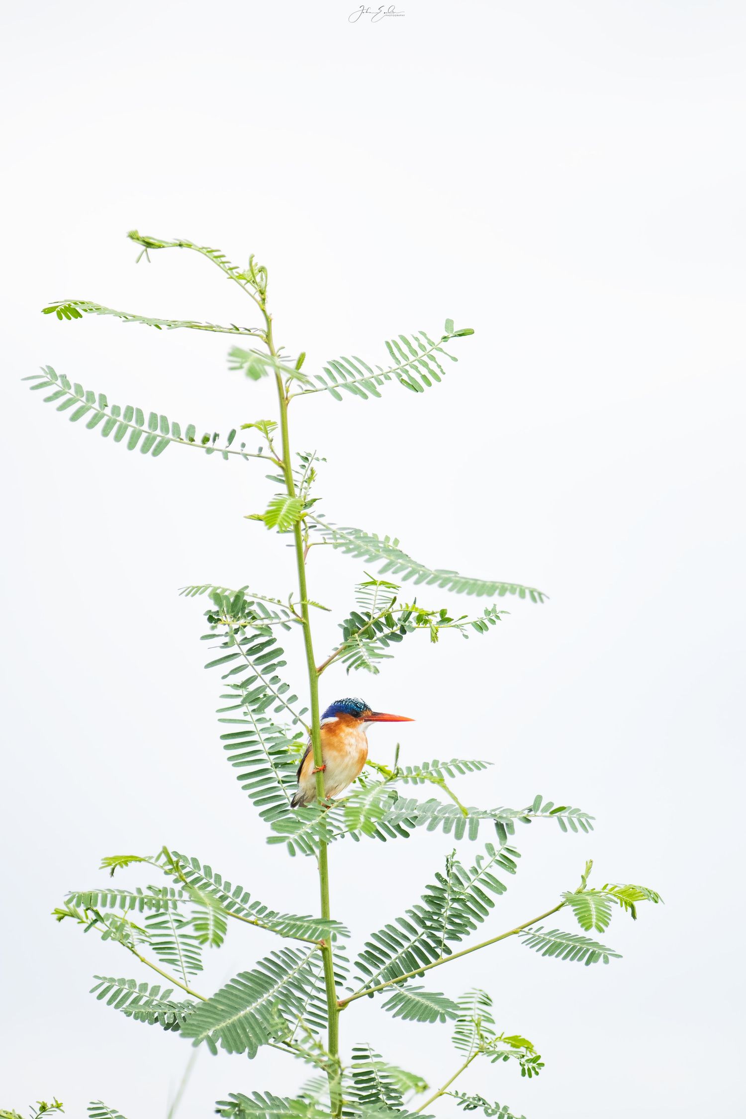 Colorful malachite kingfisher perched on a slender green leafy tree branch.