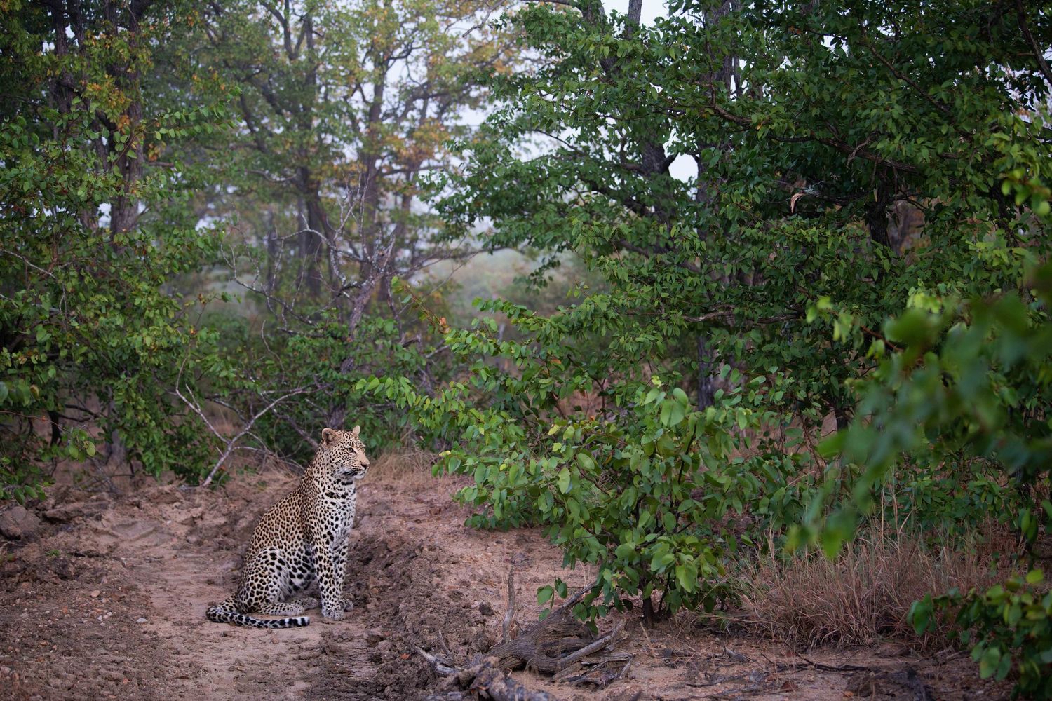A leopard sits on a dirt path surrounded by lush green African bushveld.
