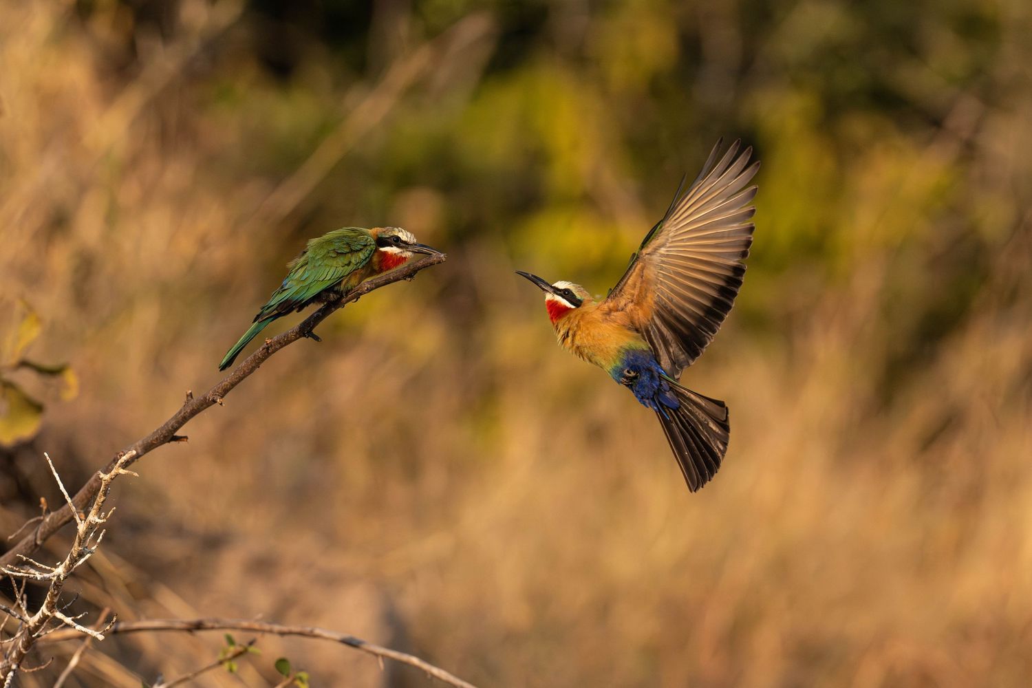 Two colorful white-fronted bee-eaters, one perched and one in flight, in warm golden light.