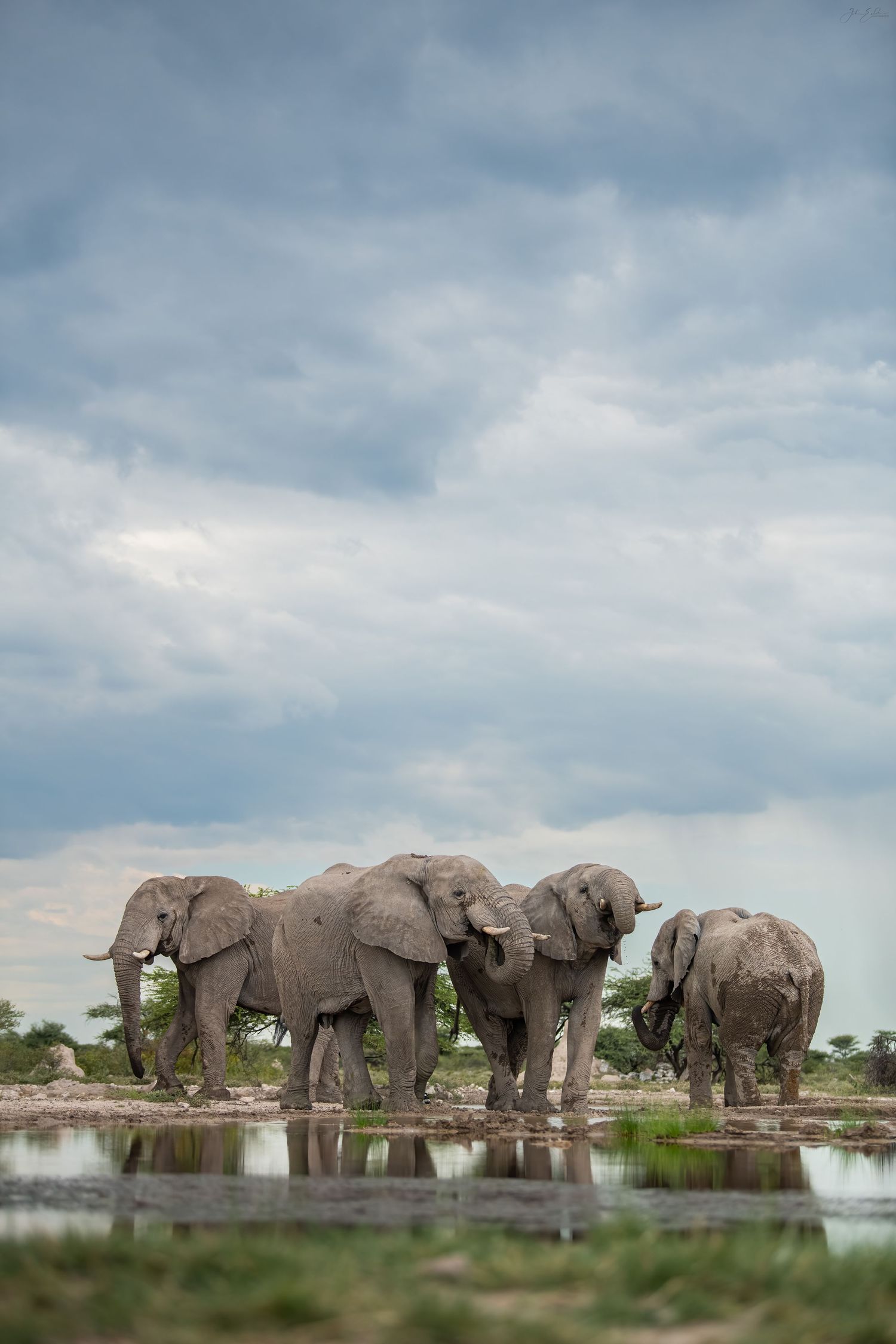 Herd of African elephants drinking at a waterhole under dramatic cloudy sky in Botswana safari park.