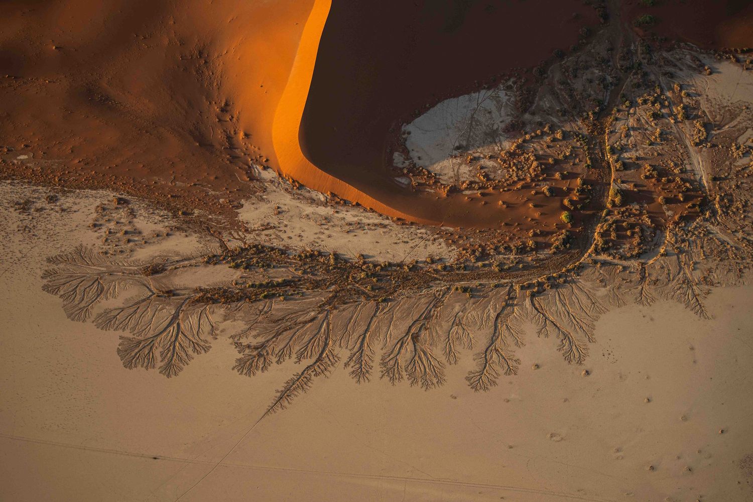 Aerial view of a Namib Desert sand dune meeting a dry riverbed with tree patterns.