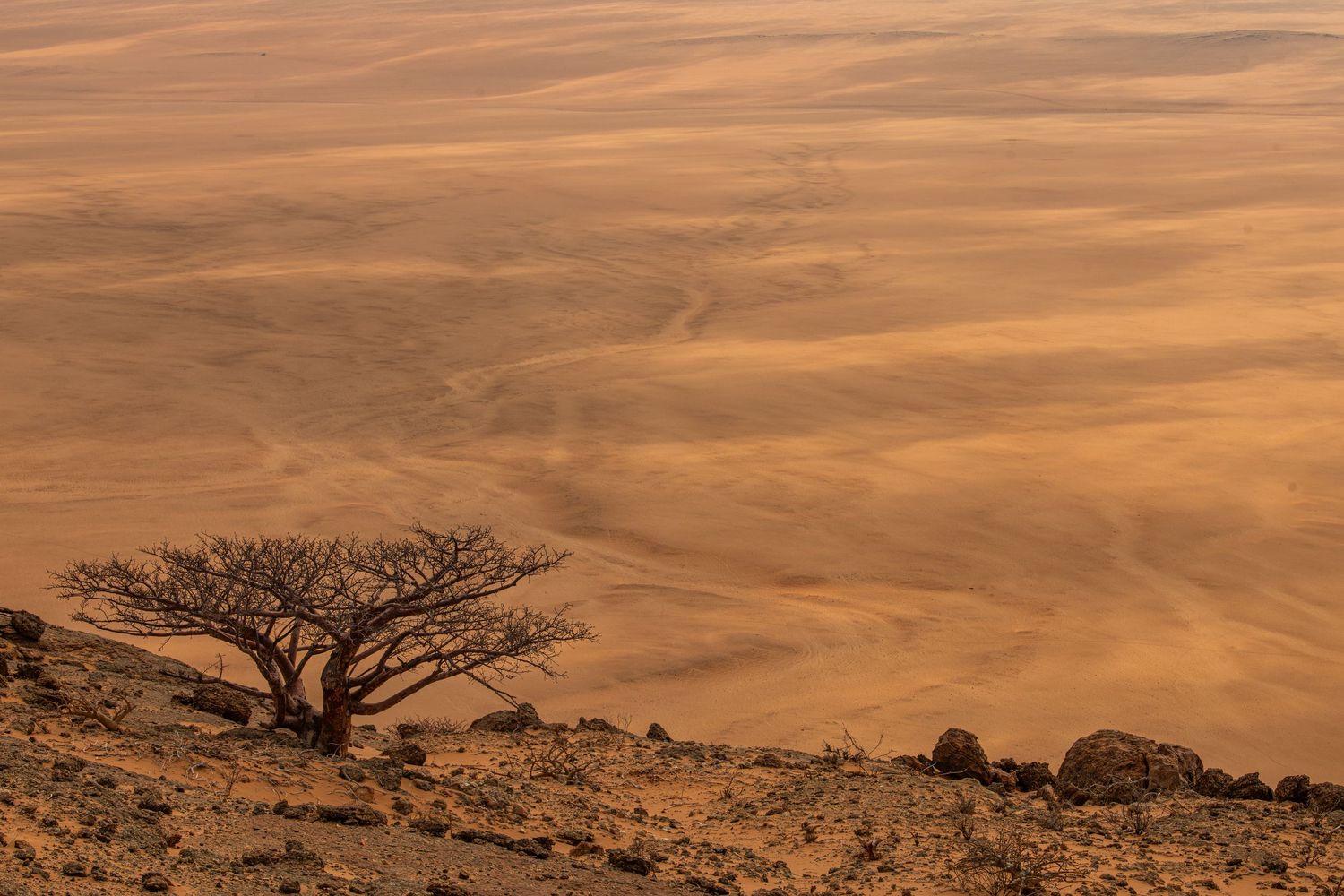 A solitary baobab tree perched on a rocky ridge overlooking the vast golden Namib Desert plains.
