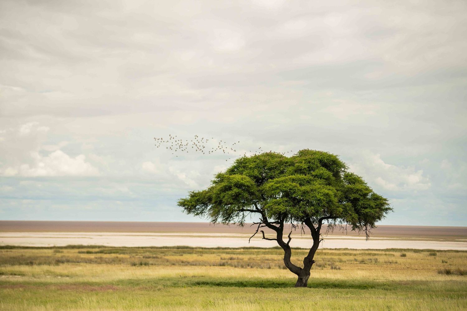 Lone acacia tree with flock of birds flying above vast African savanna plain under cloudy sky.