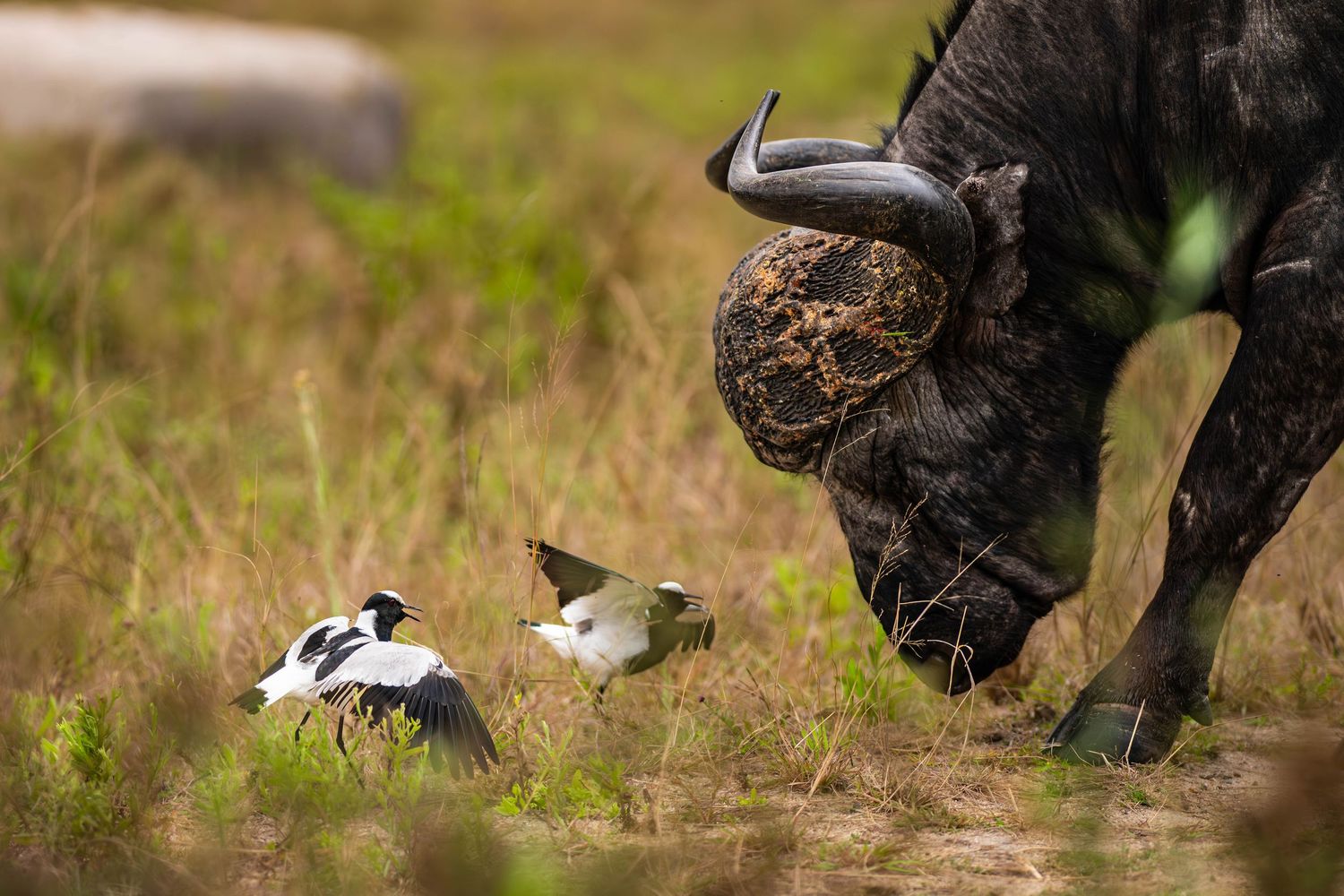 A Cape buffalo grazes in grassland while two cattle egret birds forage nearby in a classic African symbiosis scene.