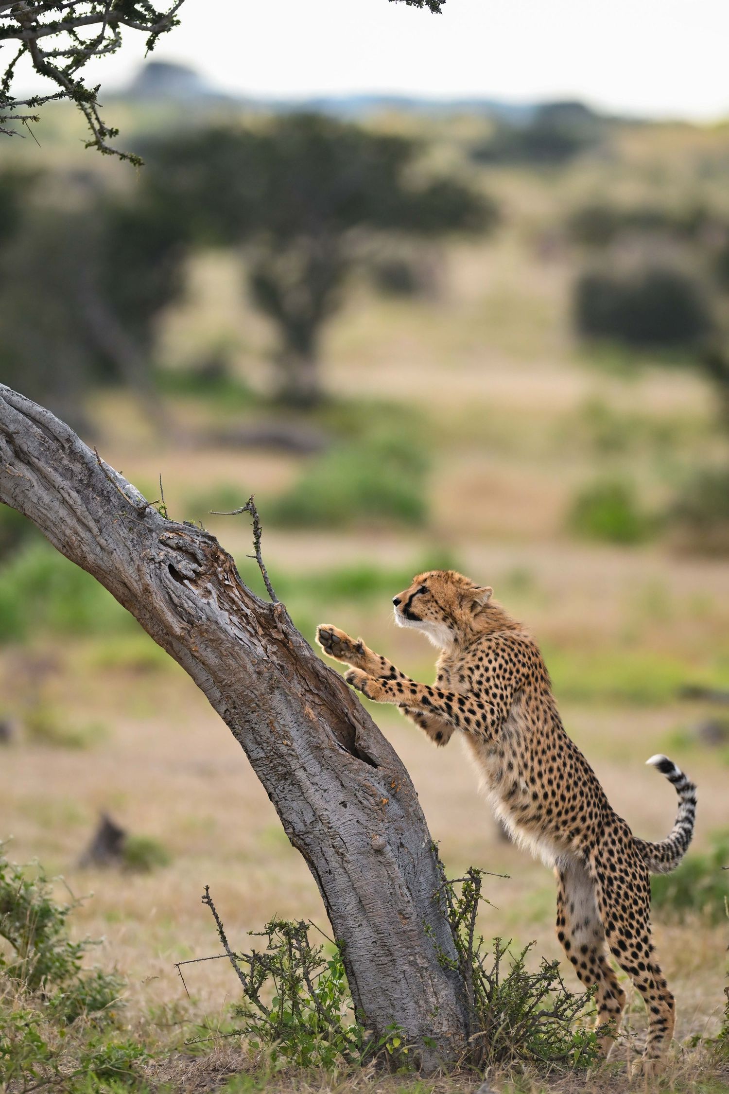 A young cheetah climbs a tree trunk in the lush green African savanna landscape.