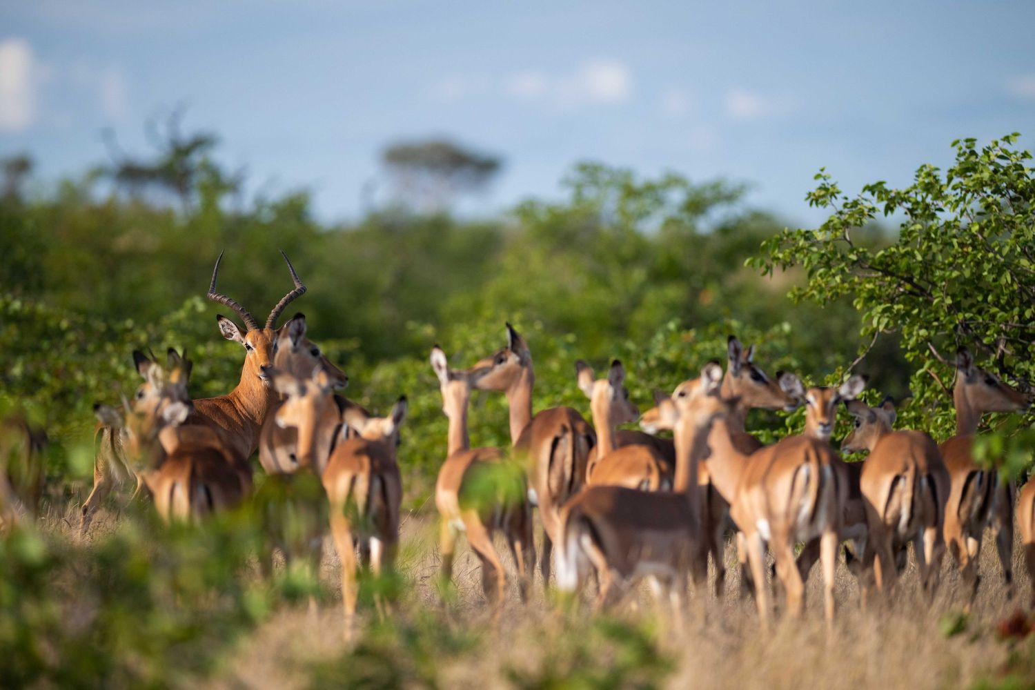 Herd of impalas gathered among lush green bushes in African wildlife reserve.