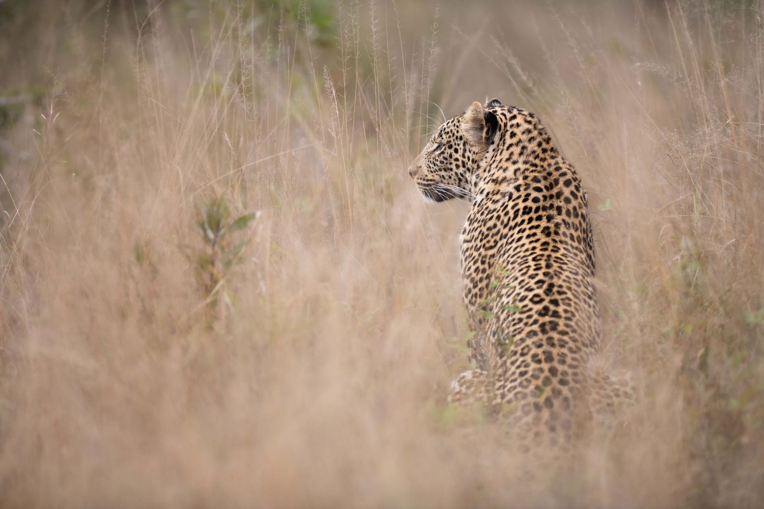 A leopard stands alert in tall golden grass, partially hidden in the African bush.