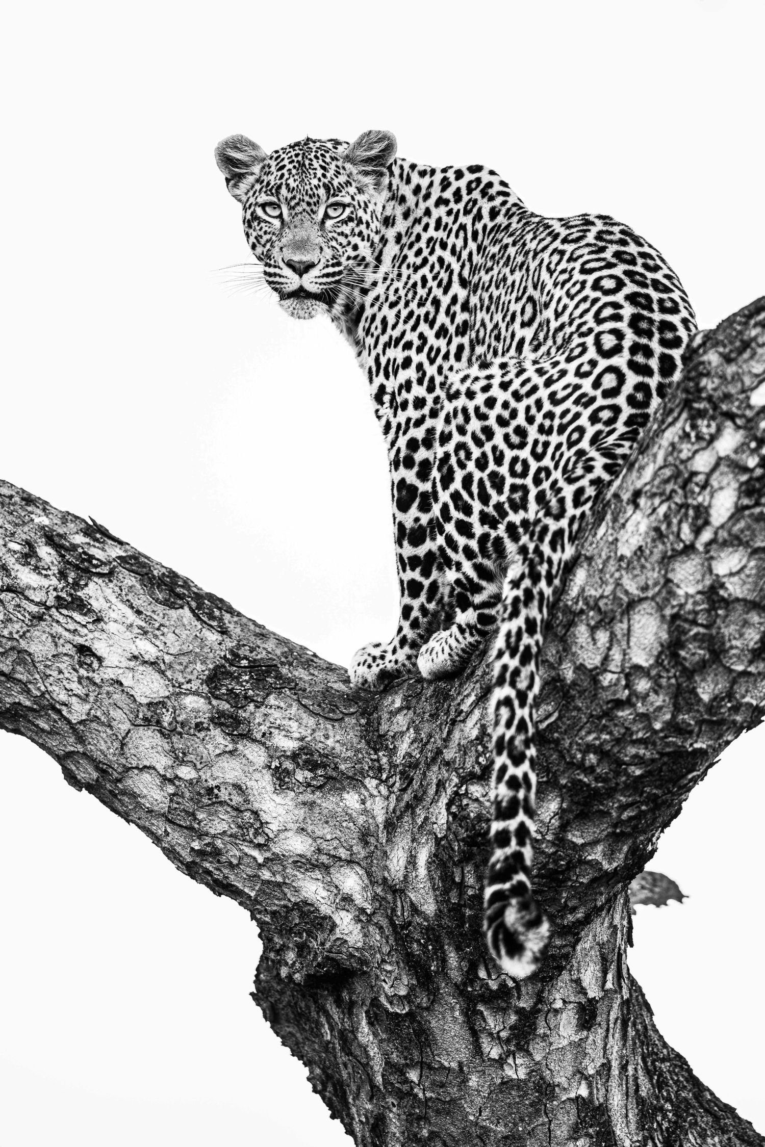 A black and white image of a leopard perched on a tree branch against a white sky.