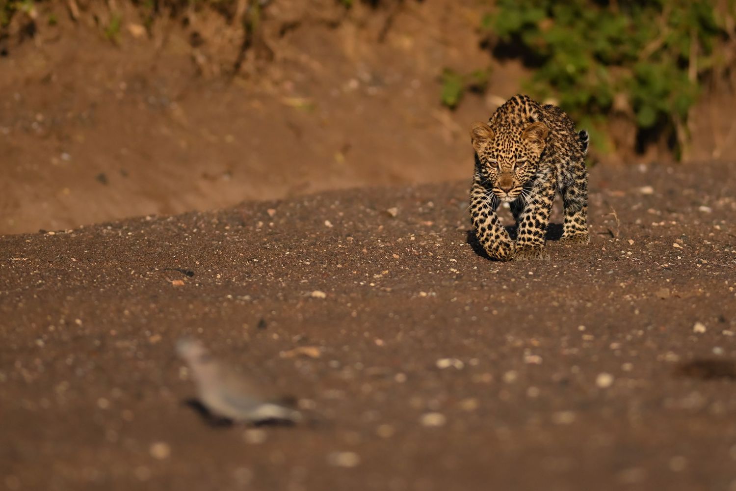 A young leopard cub stalks low along a gravel path toward a small bird in golden afternoon light.