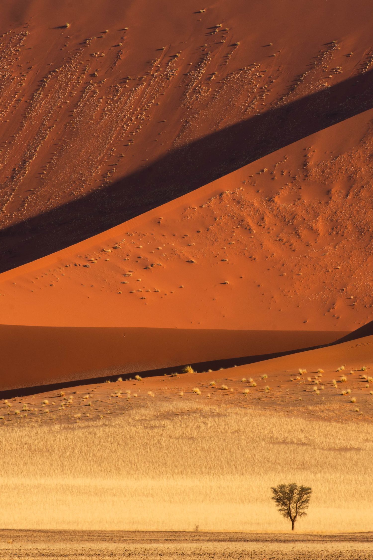 Lone acacia tree beside massive red sand dune in Sossusvlei, Namibia desert.