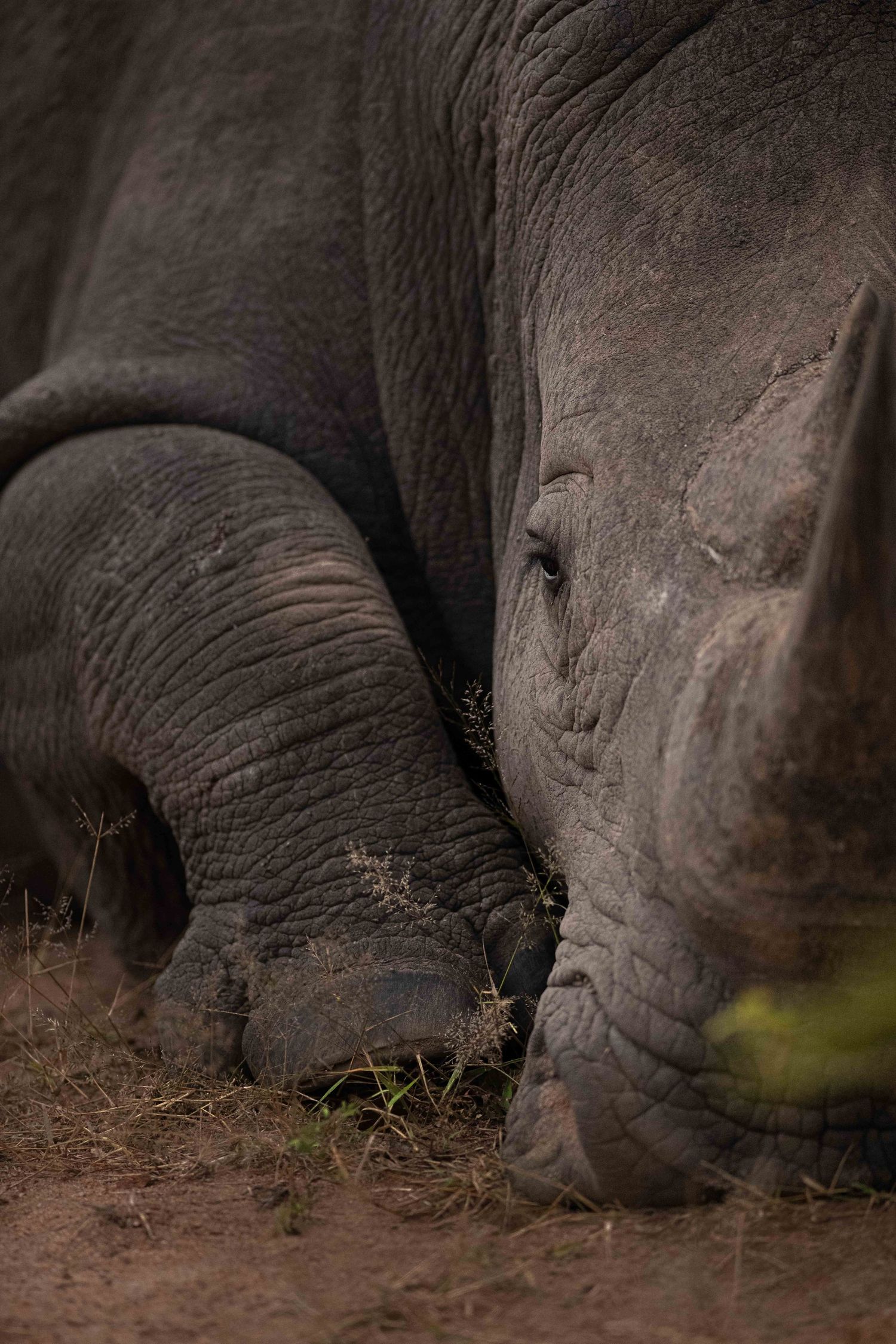 A close-up of a white rhinoceros resting its head on the ground, showing wrinkled skin.
