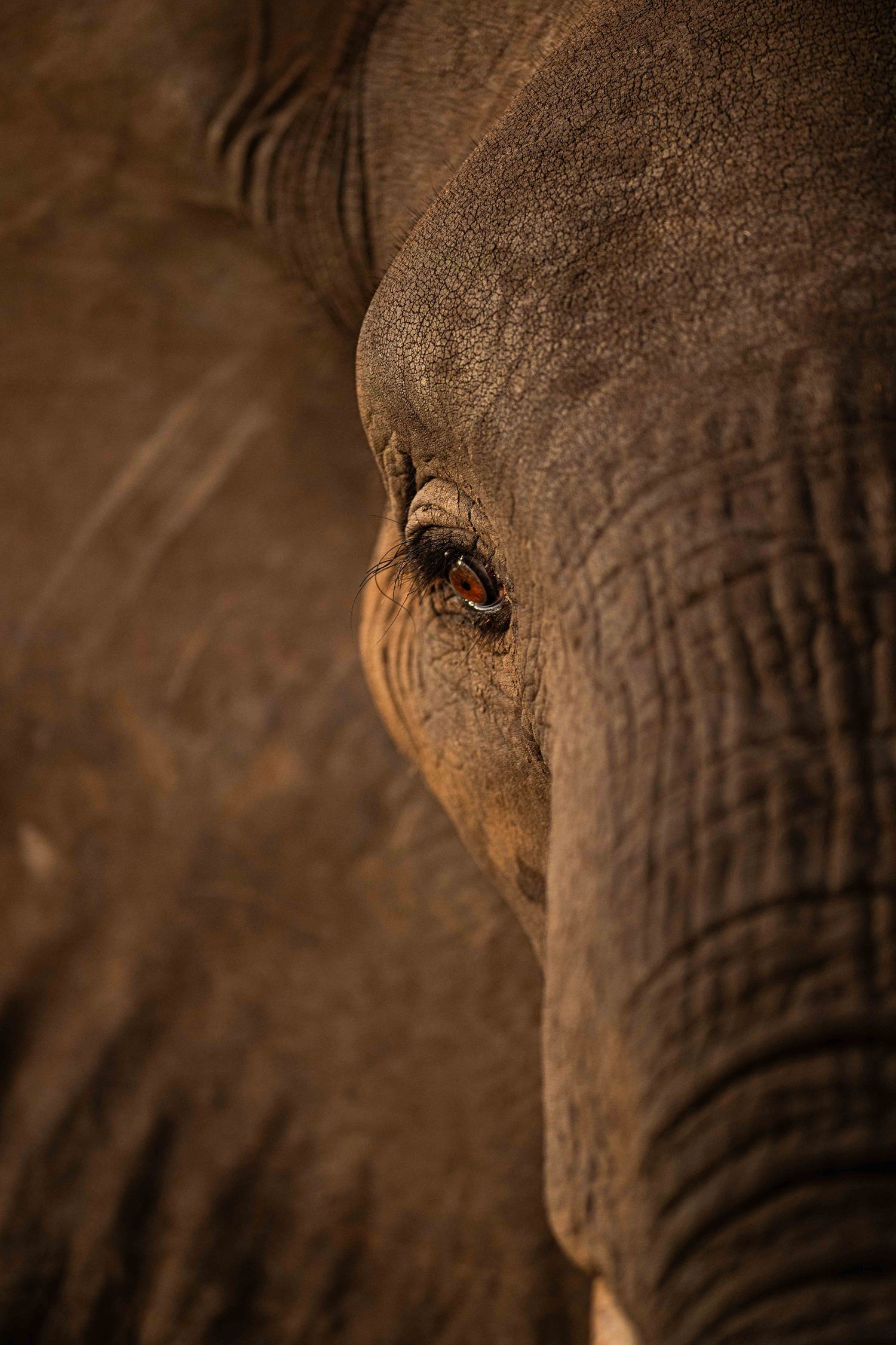 Extreme close-up of an African elephant eye showing detailed wrinkled skin texture in warm brown tones.