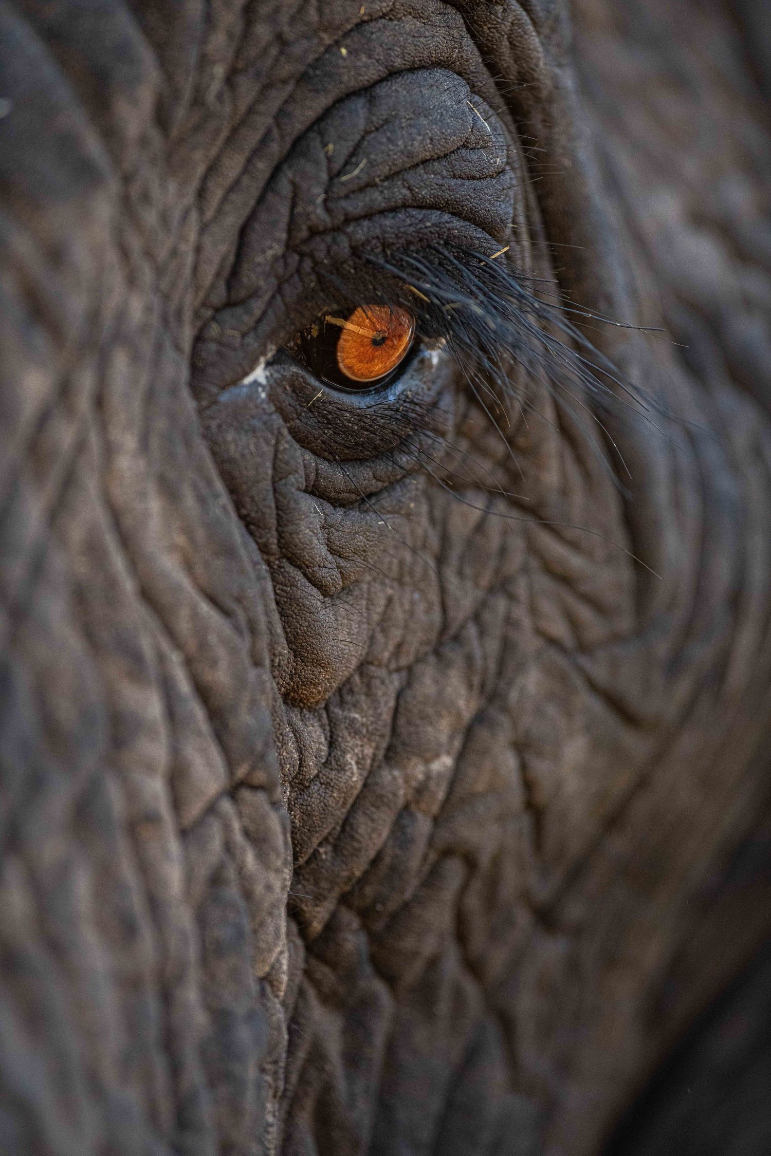 Extreme close-up of an elephant's eye showing amber iris and deep wrinkled gray skin texture.