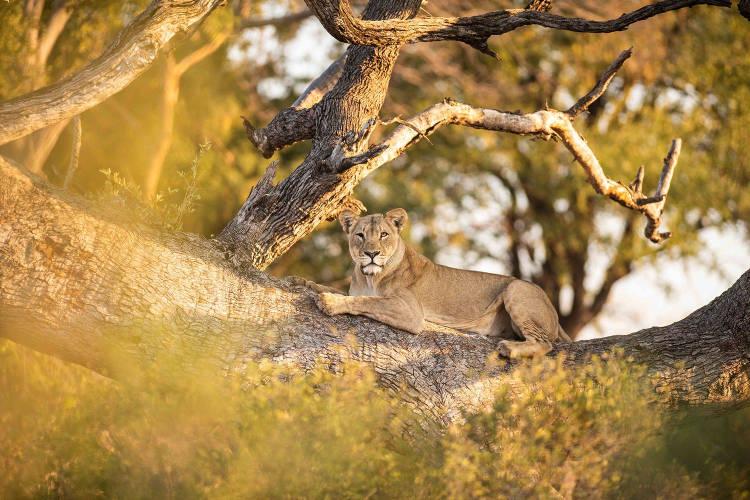 A lioness resting on a large tree branch surrounded by golden sunlit foliage in Africa.