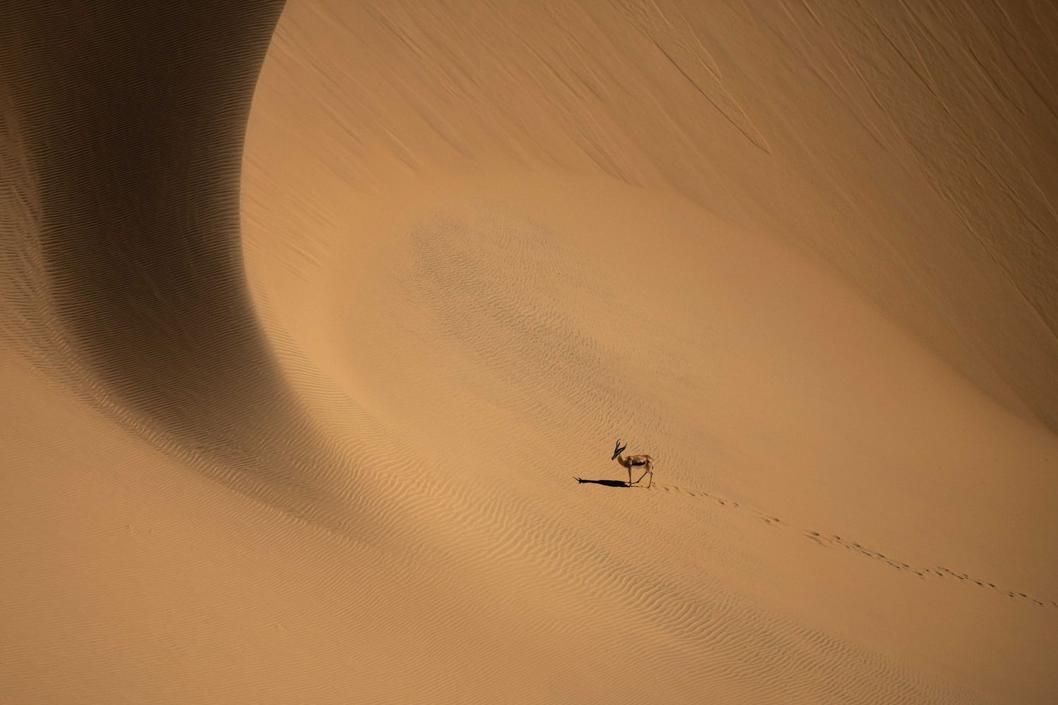 Lone oryx casting a shadow while crossing vast golden sand dunes in the Namib Desert.