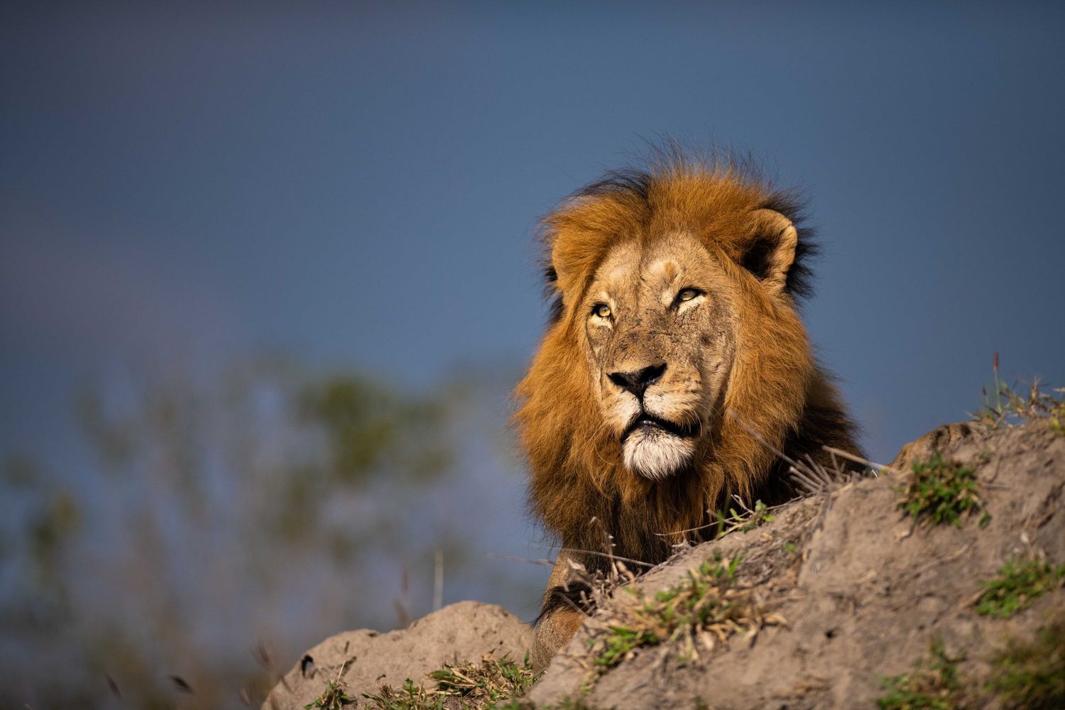 A male lion with a golden mane peers over a rocky ridge against a clear blue sky.