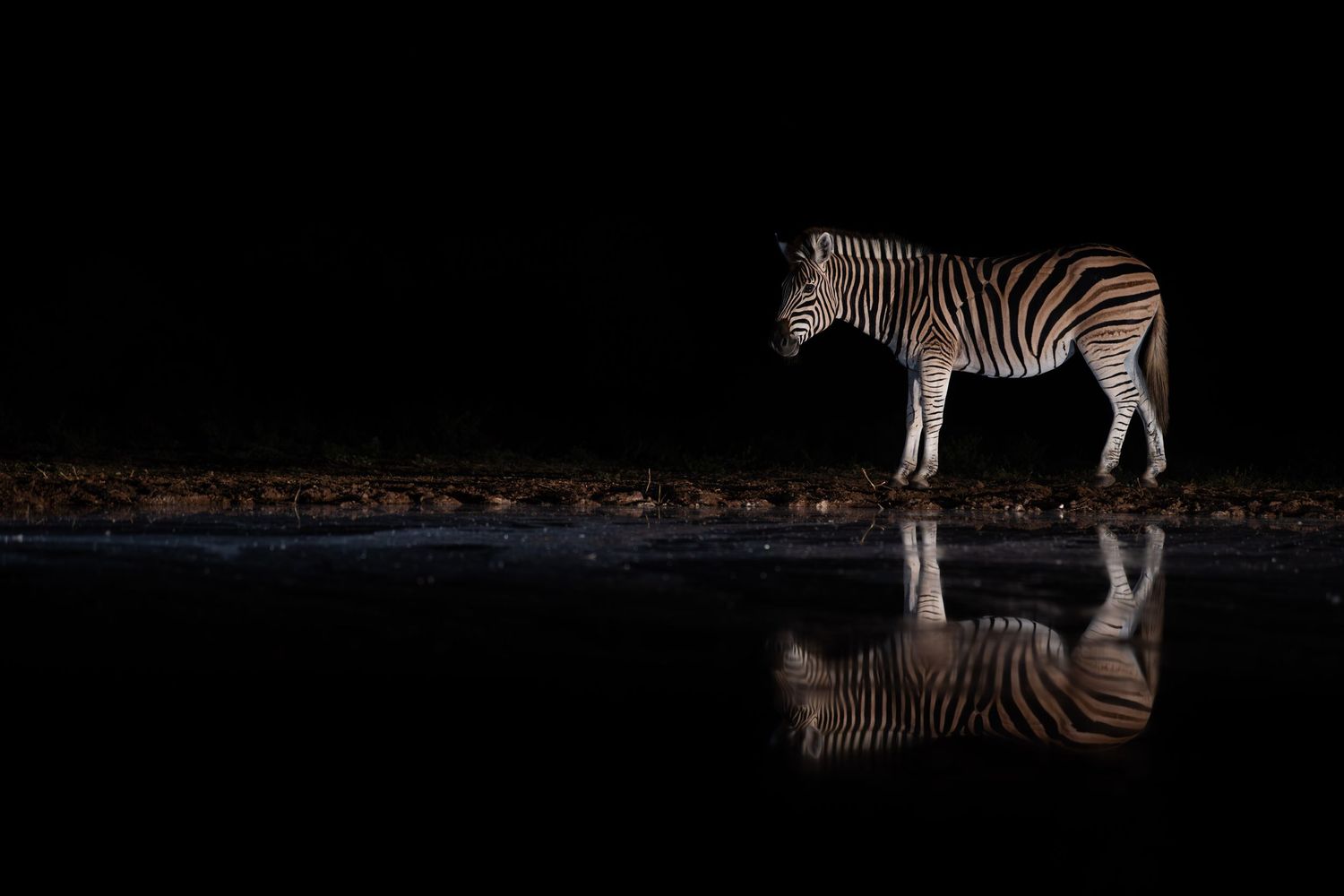 Zebra standing beside a dark watering hole at night with perfect water reflection.