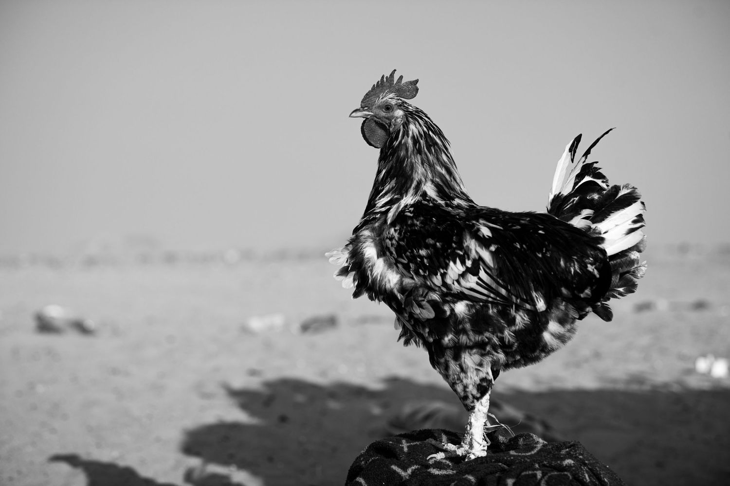 Black and white portrait of a rooster standing proudly on a rock in a desert landscape.