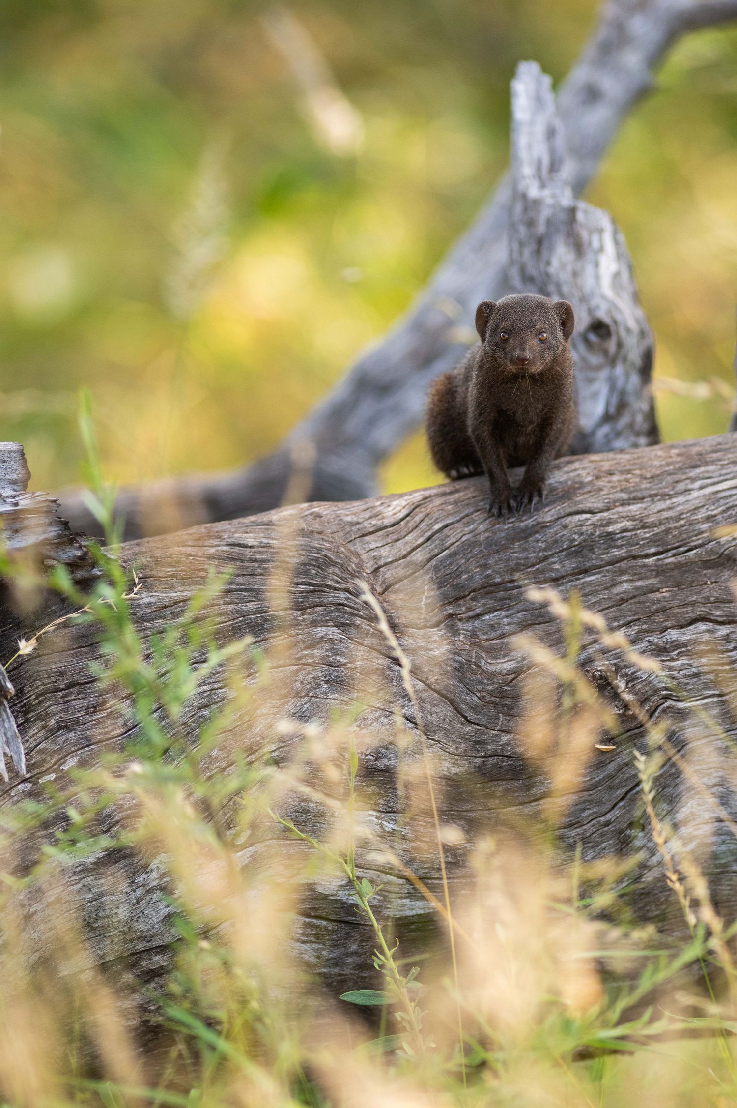 A small dark brown mink perches alertly on a weathered log surrounded by green grass and golden foliage.