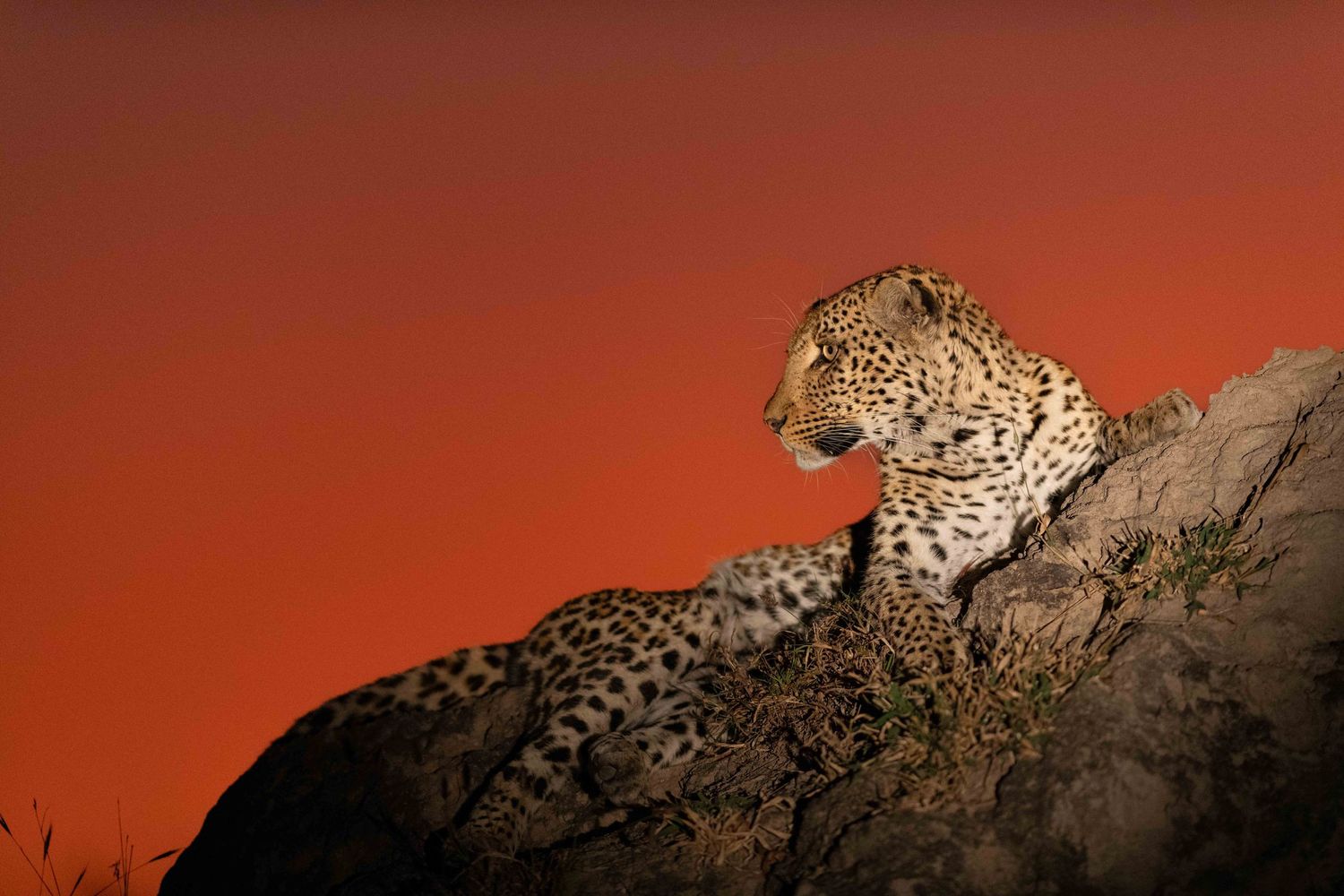 A leopard rests on a rocky outcrop against a vivid deep red sunset sky in the wild.