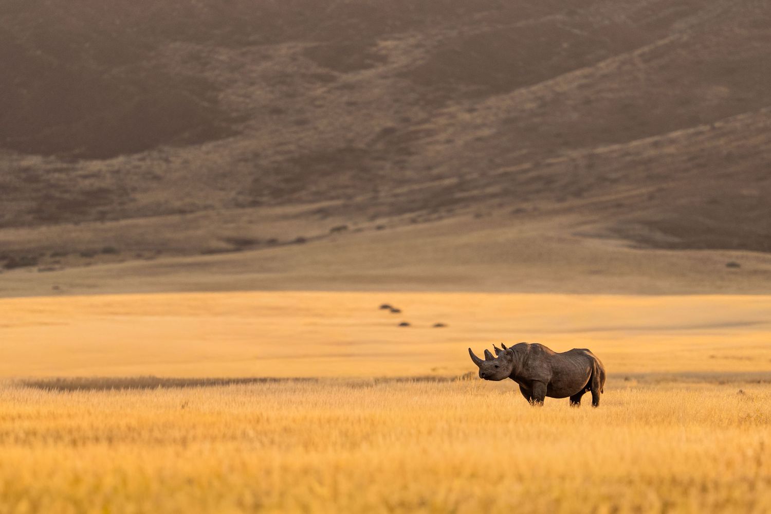 Lone black rhino standing in vast golden grassland with mountain backdrop in African nature reserve.