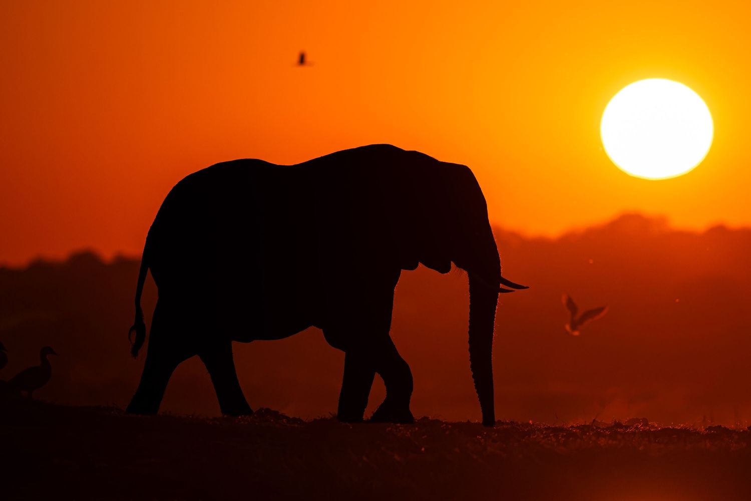 Silhouette of an elephant walking at sunset with birds flying against a vibrant orange sky in Africa.