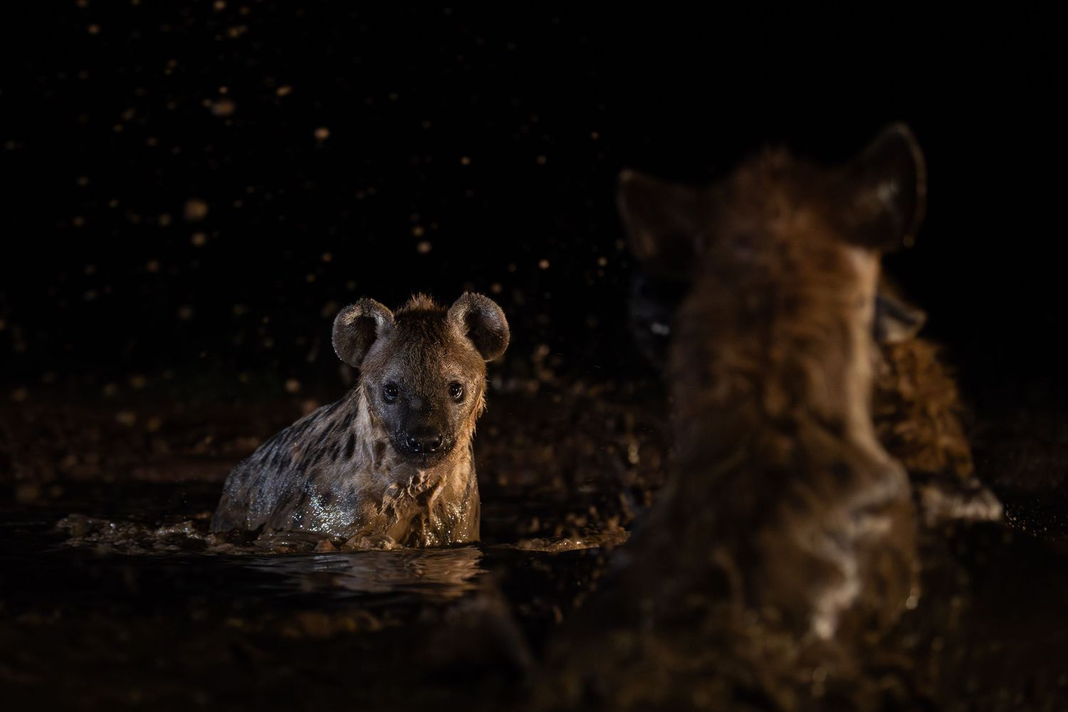 Two spotted hyenas interact in a dark watering hole, one facing the camera with water droplets flying.