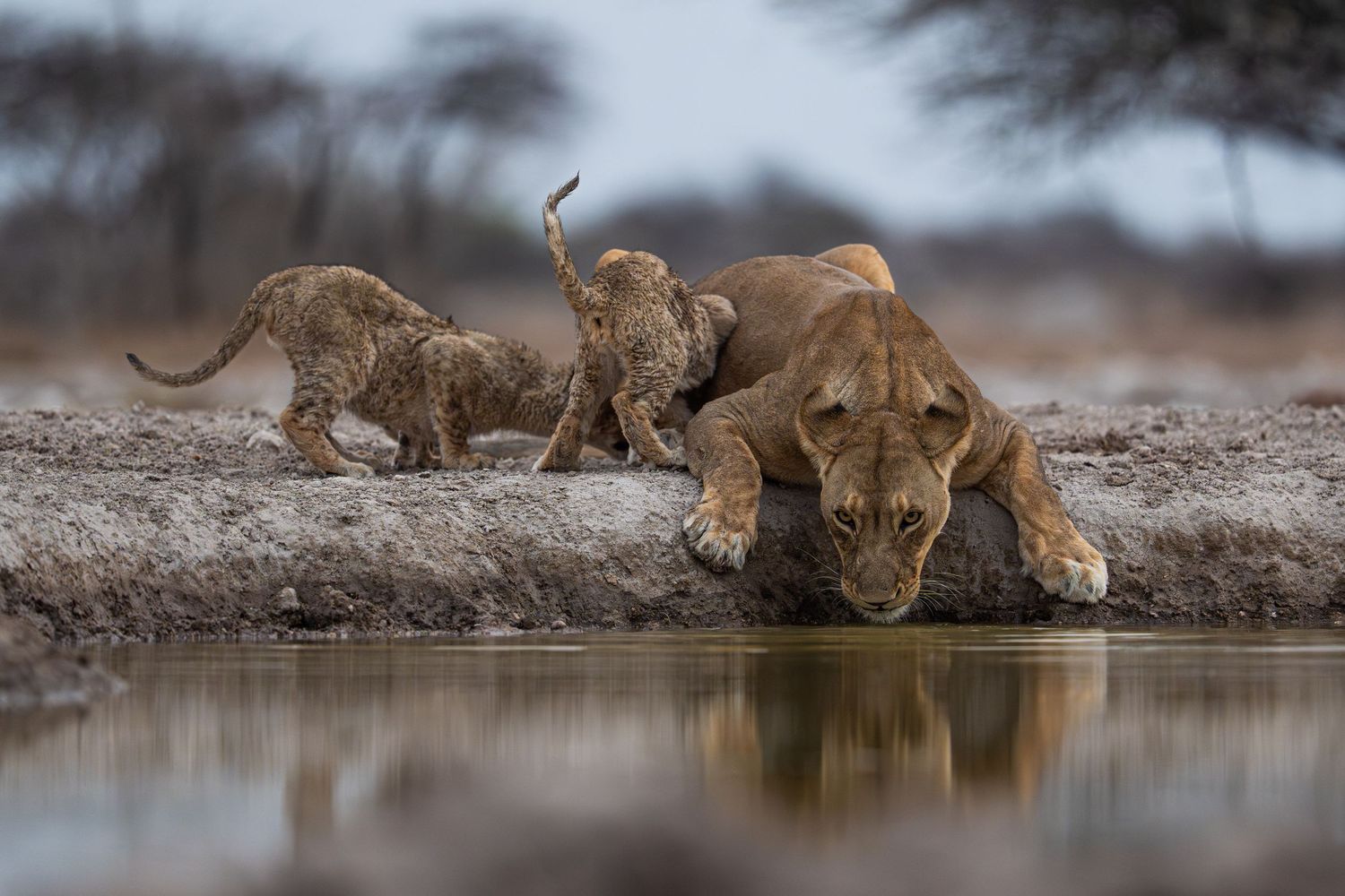 A lioness drinks from a watering hole while two playful cubs frolic behind her.