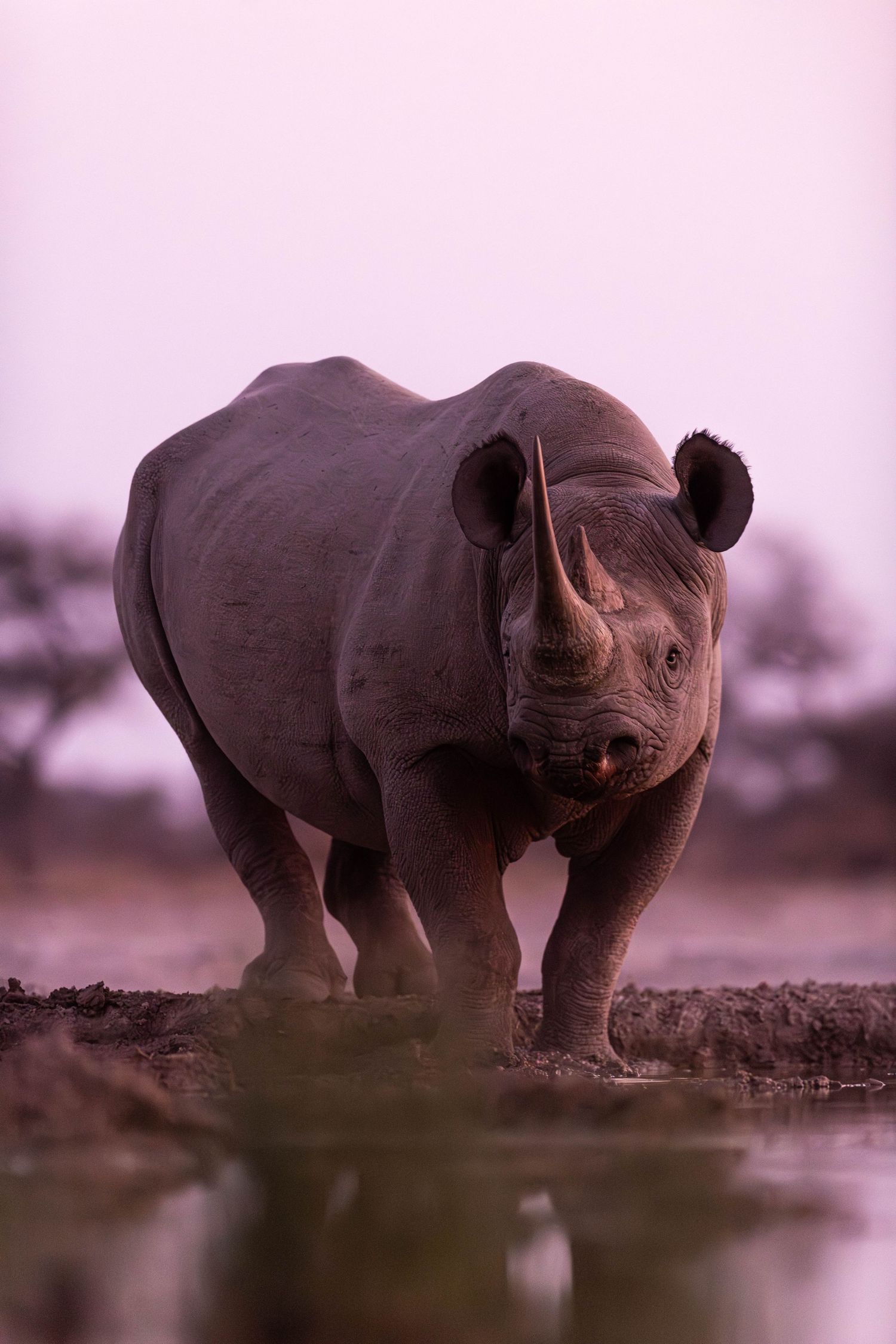 Black rhinoceros standing at a muddy watering hole at dusk in African savanna.