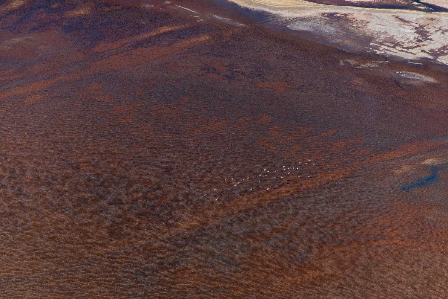 Aerial view of a flock of flamingos on a vast reddish-brown arid African landscape.