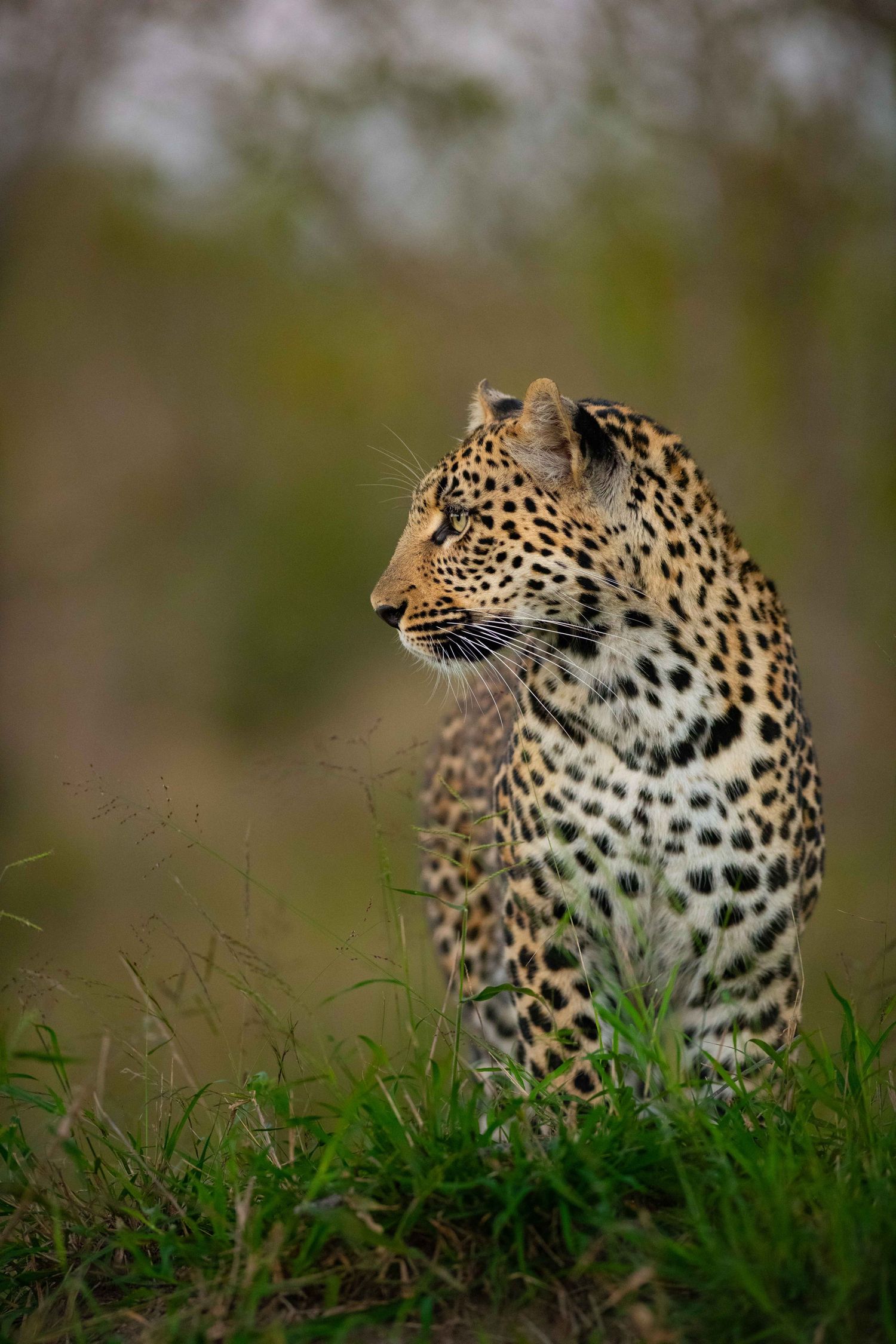 A leopard sits upright in green grass, gazing alertly to the side.