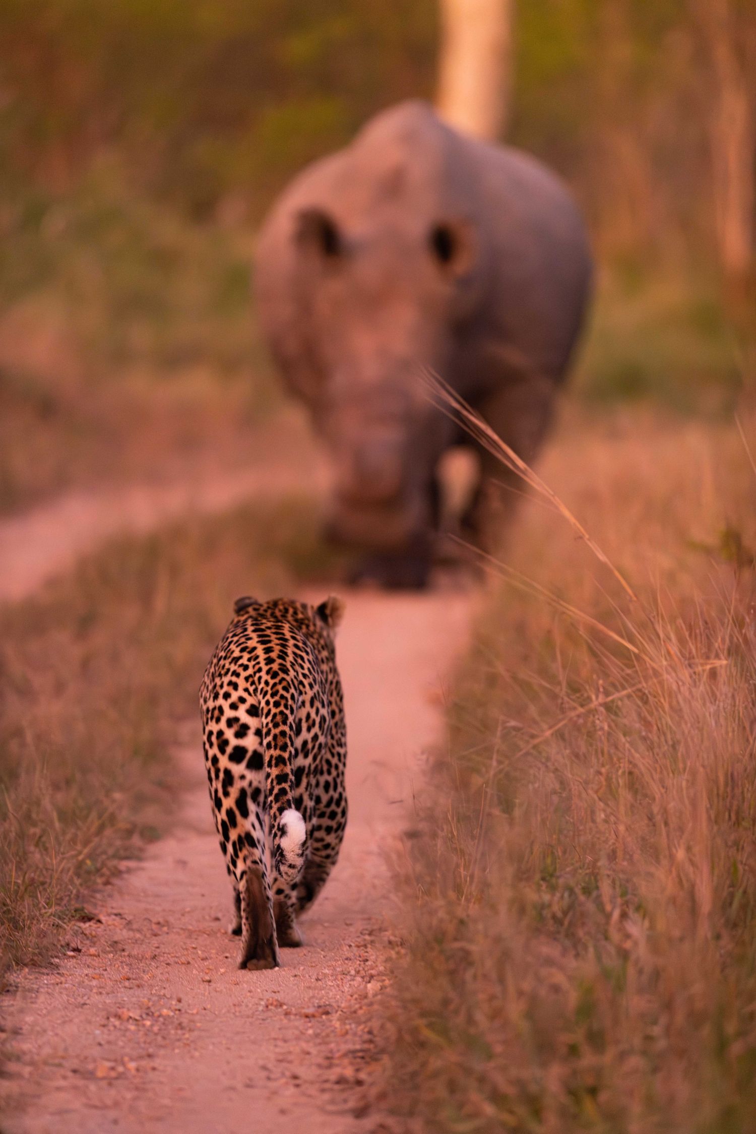 A leopard walks along a dirt path toward a blurred white rhino in golden evening light.