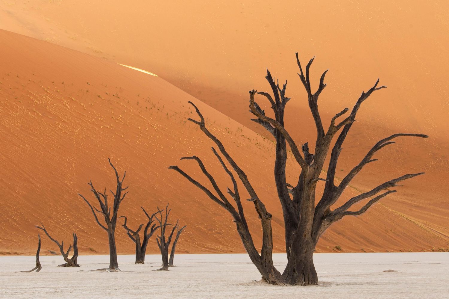 Ancient dead camel thorn trees stand silhouetted against towering red sand dunes in Deadvlei.
