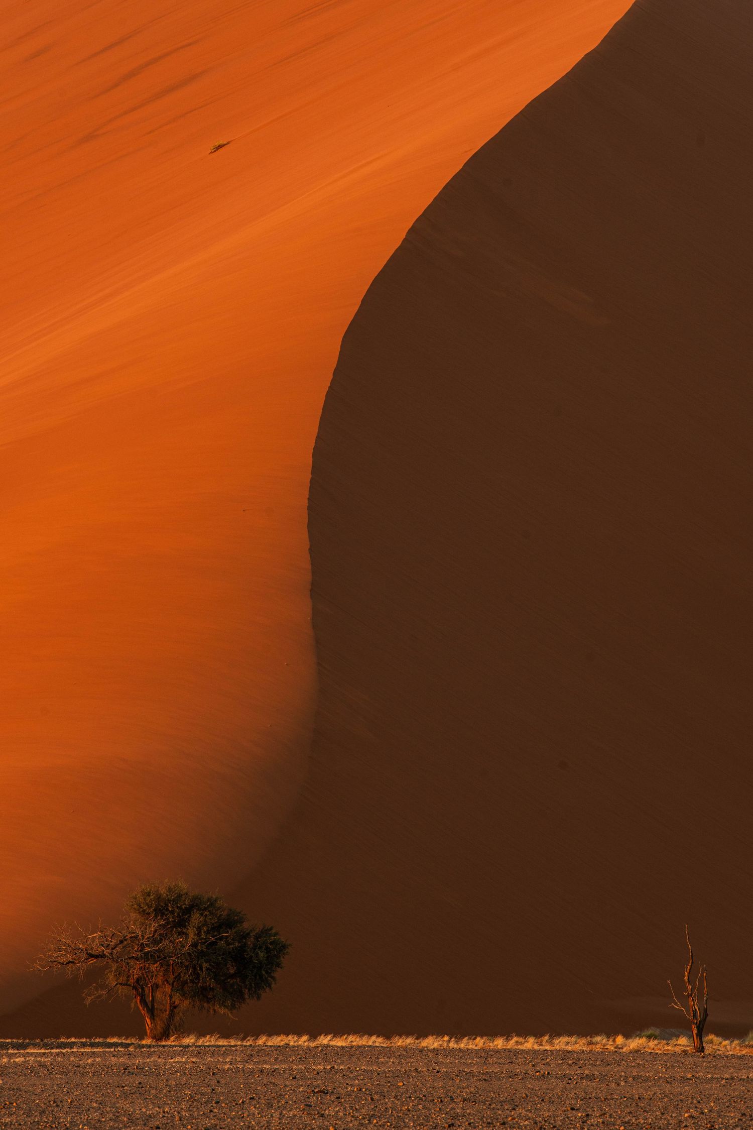 A small green tree dwarfed by a massive curved orange sand dune with deep shadows in Sossusvlei.
