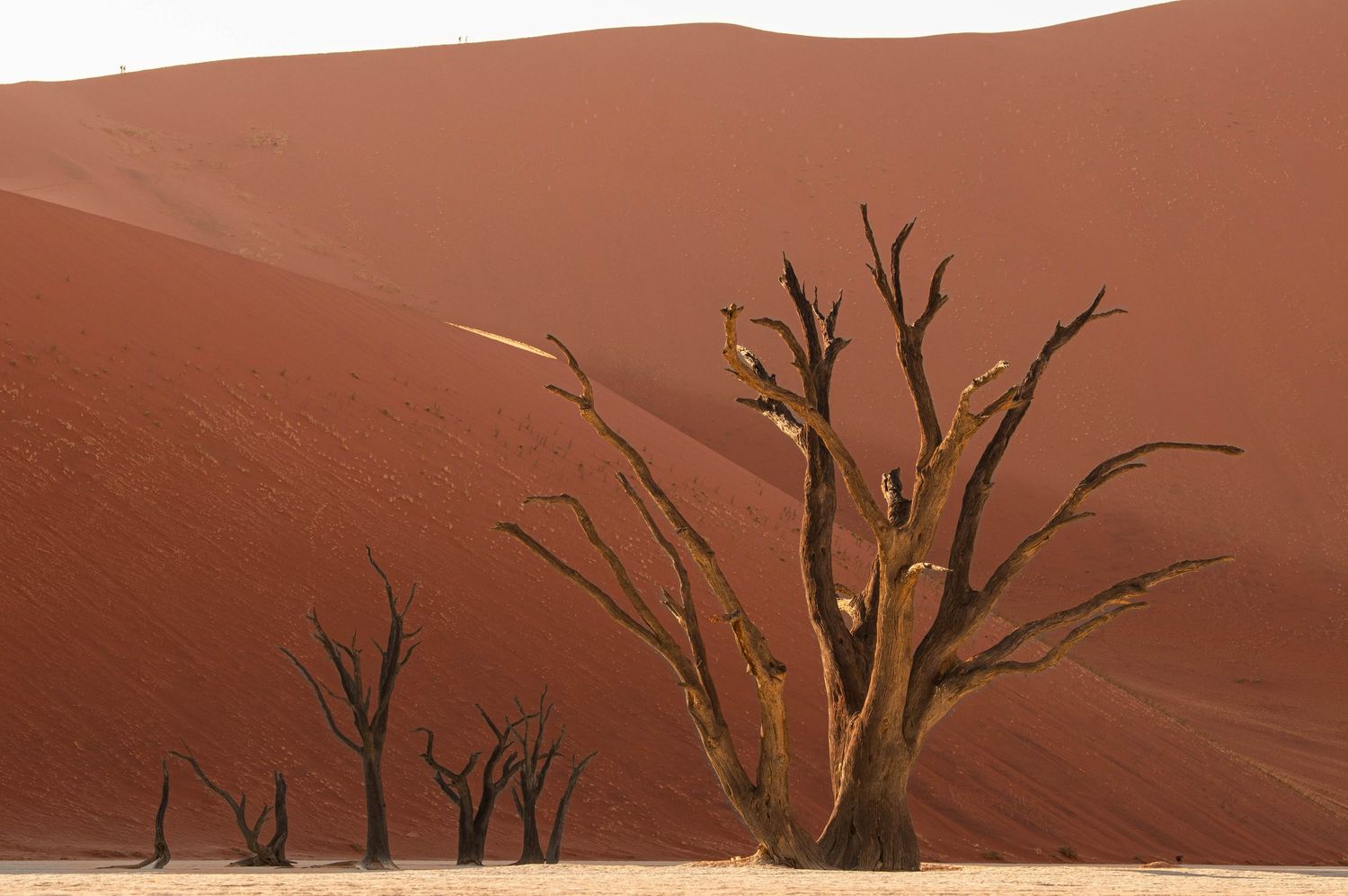 Ancient dead camel thorn trees silhouetted against a towering red sand dune in Deadvlei, Namibia.