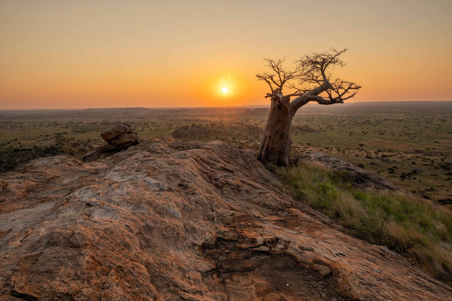 Lone baobab tree on rocky outcrop silhouetted against vibrant orange sunset over African savanna landscape.