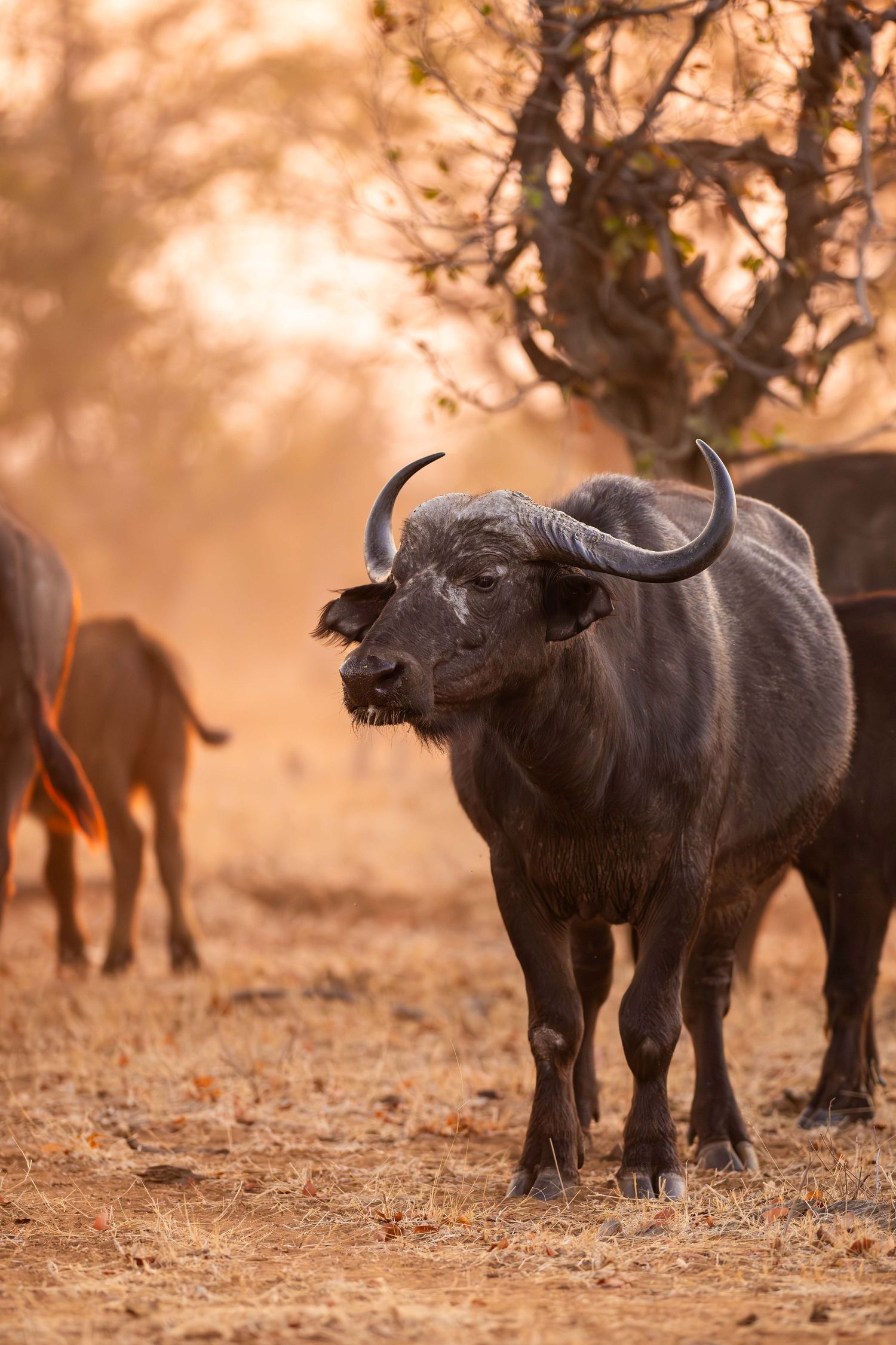 A Cape buffalo bull stares directly at camera in warm golden dust light surrounded by a herd in African bush.