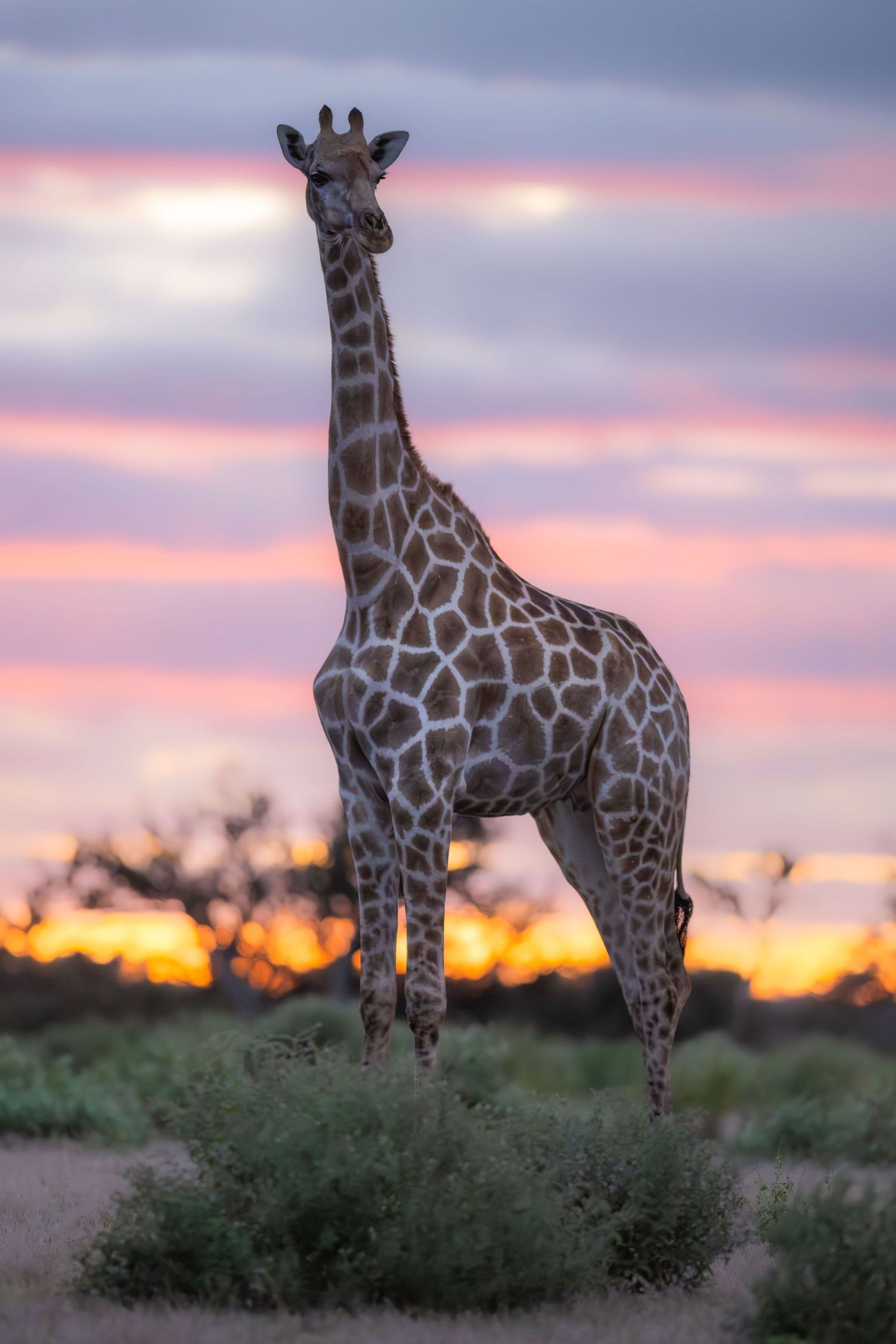 Tall giraffe standing in African savanna against a vibrant pink and purple sunset sky.