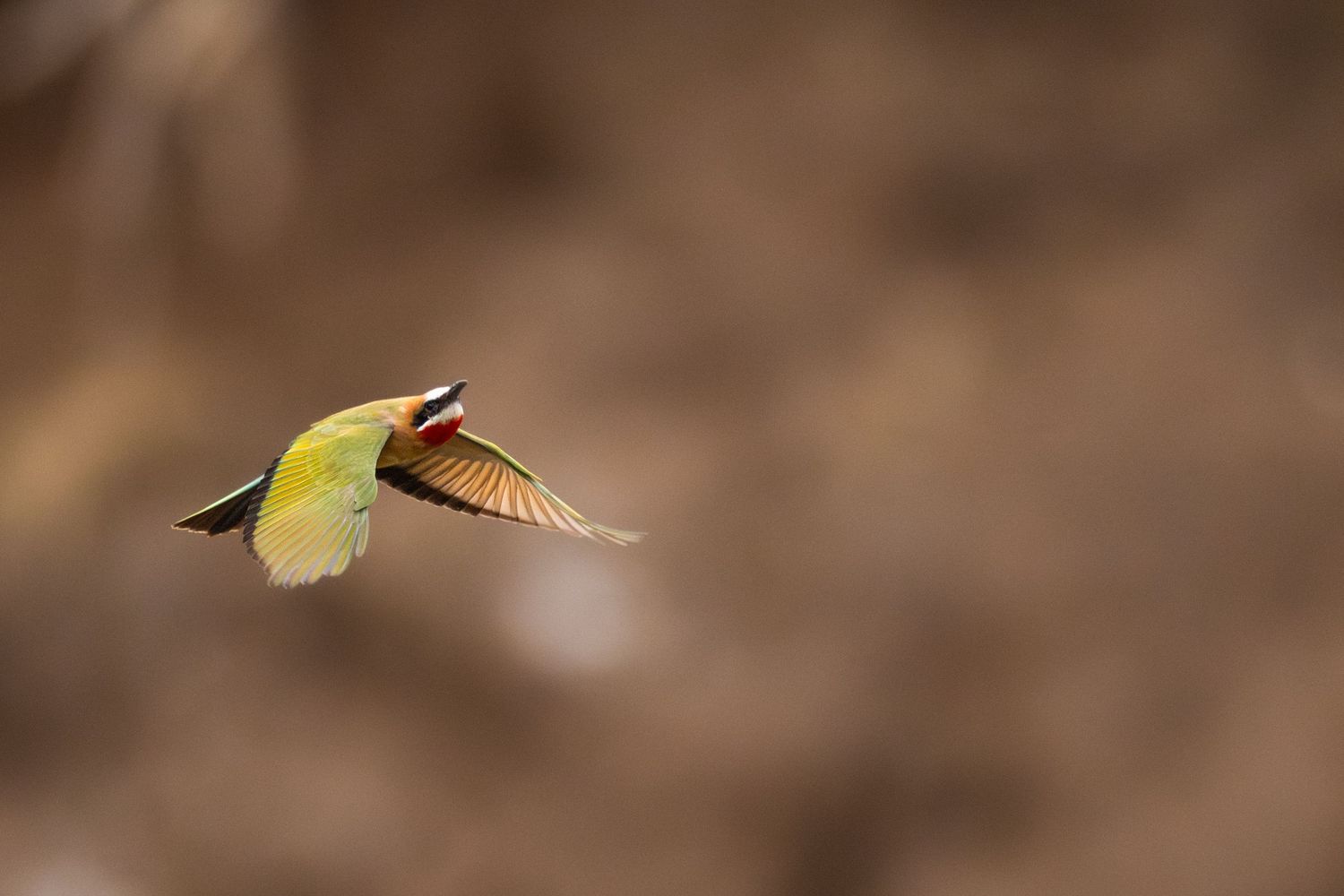A colorful green and yellow bee-eater bird captured mid-flight against a warm brown background.
