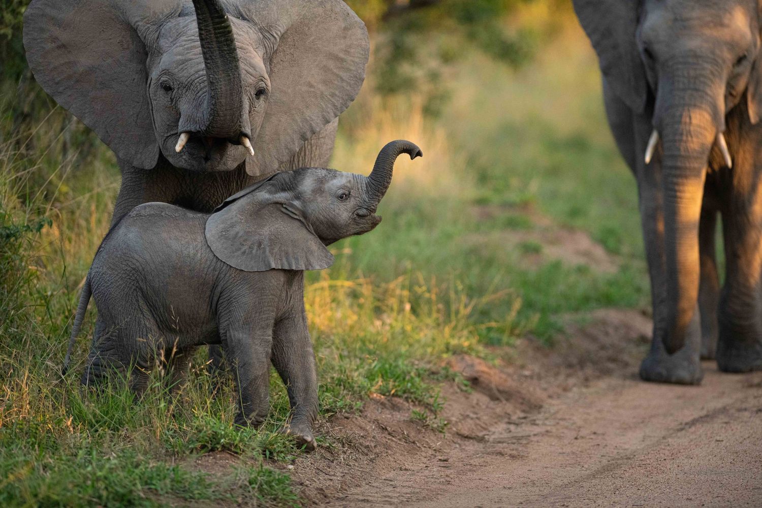 A playful baby elephant raises its trunk beside an adult elephant on a dusty African safari trail at golden hour.