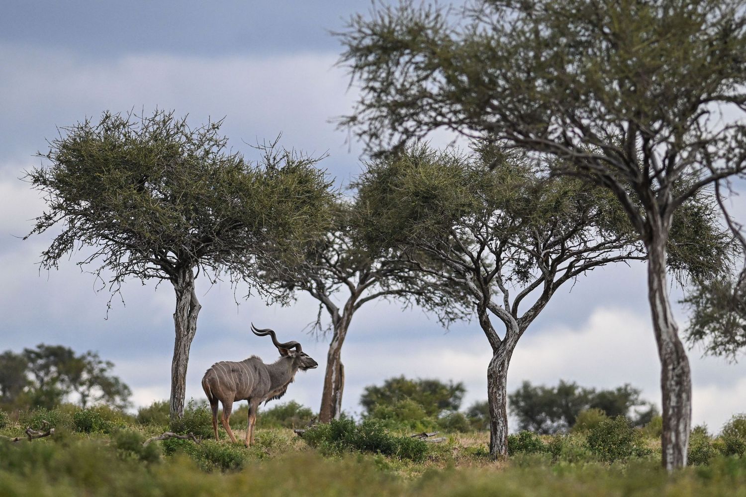 A greater kudu antelope stands among sparse acacia trees under a cloudy African sky.