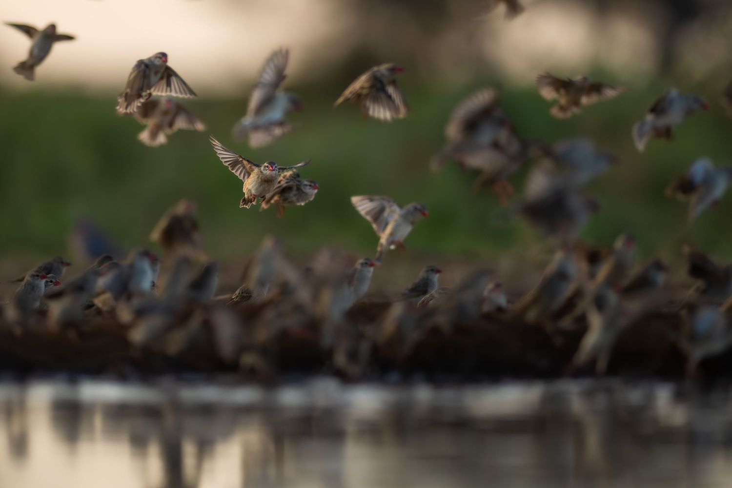Flock of small birds in motion flying over a reflective watering hole at dusk.